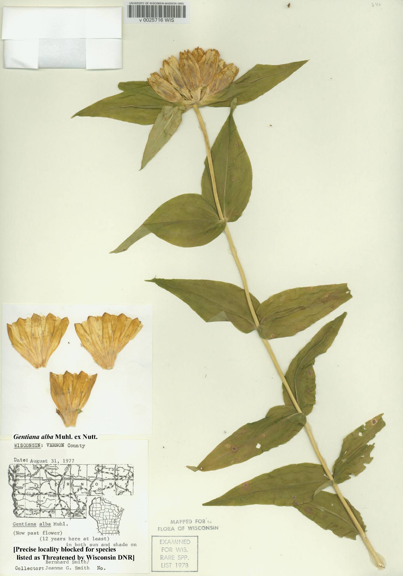 Gentiana alba image