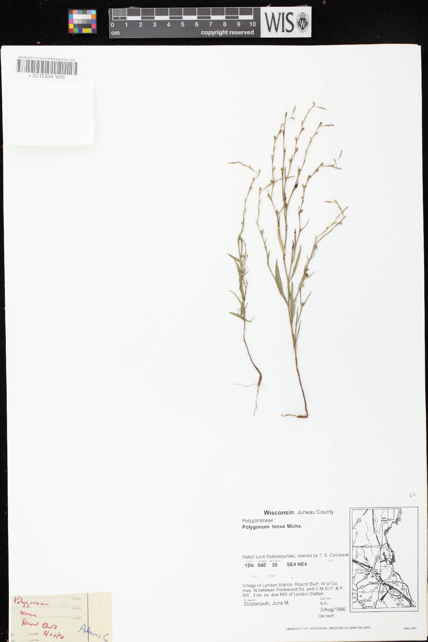 Polygonum tenue image