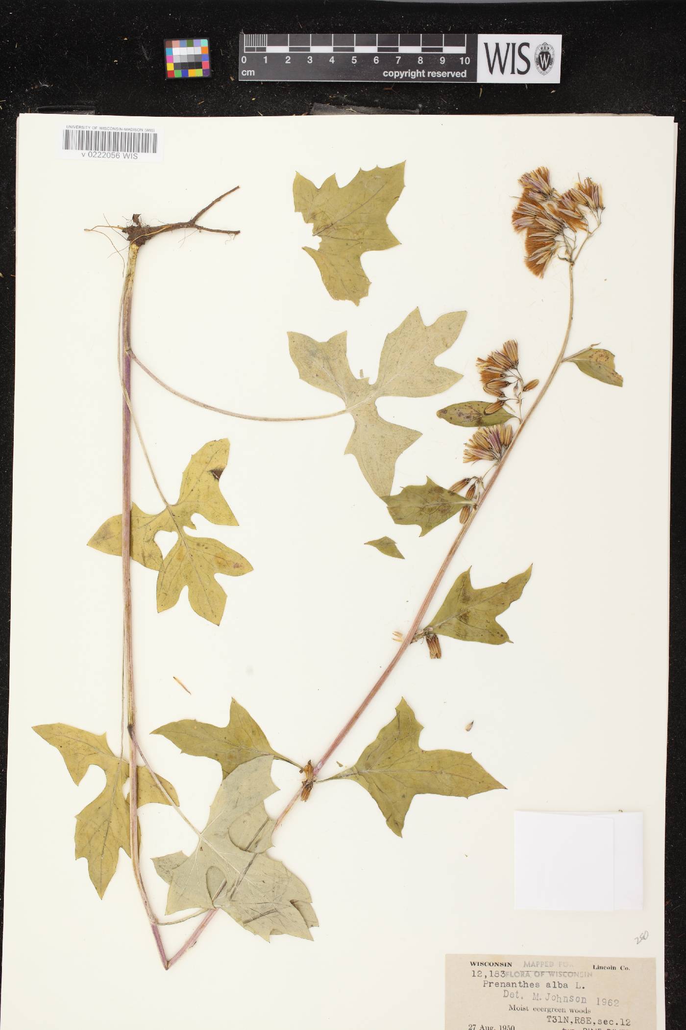 Prenanthes alba image