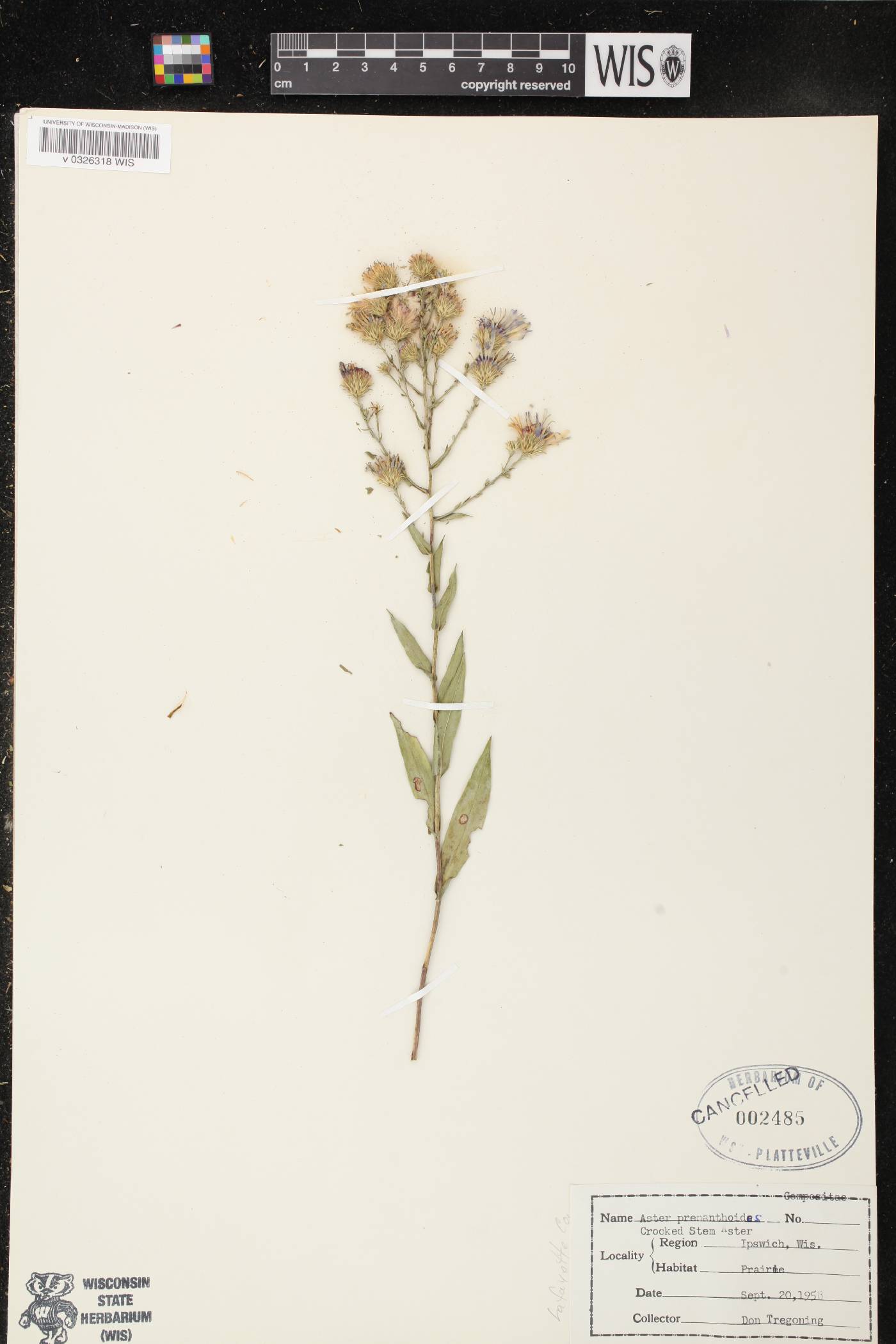 Symphyotrichum prenanthoides image