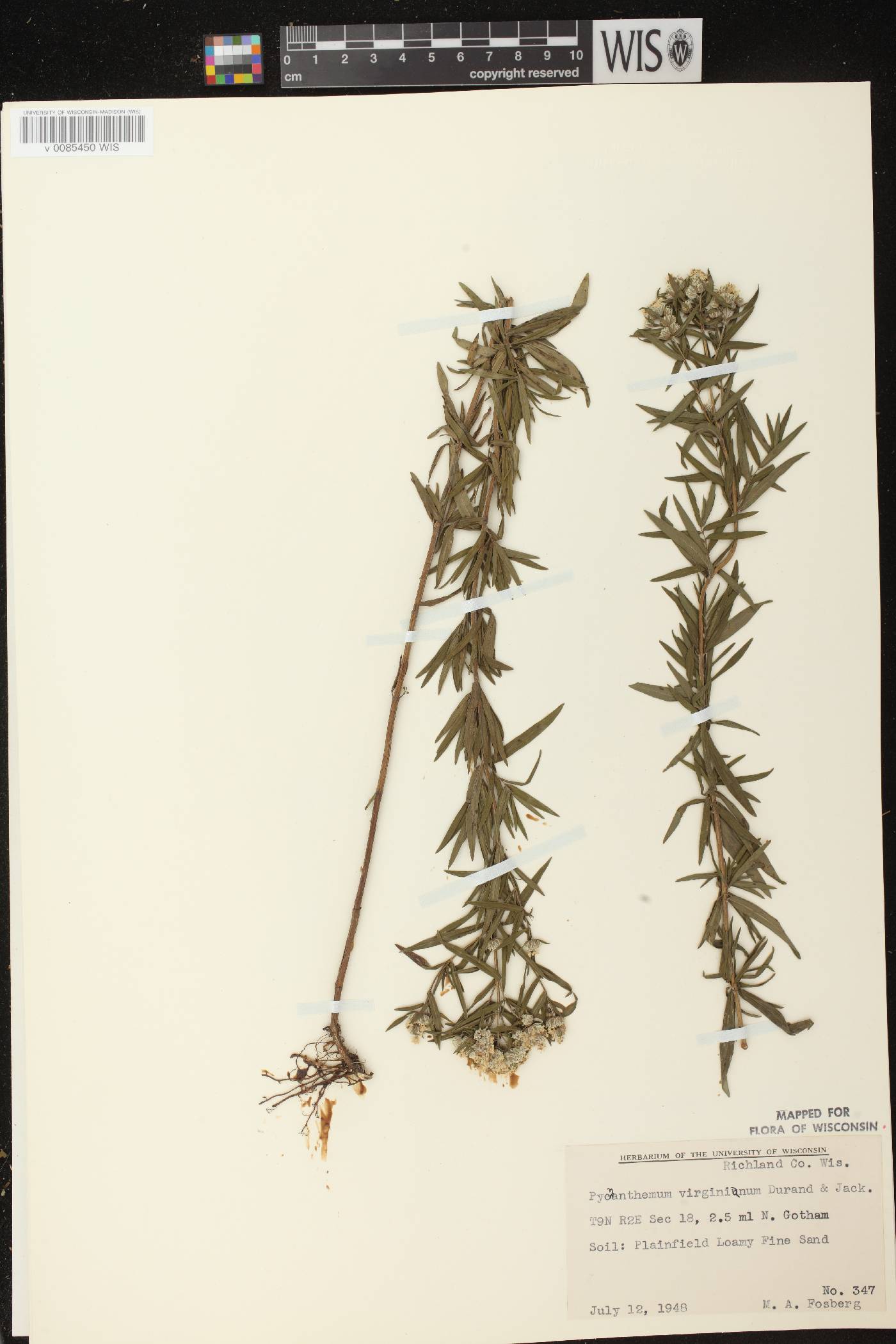 Pycnanthemum virginianum image