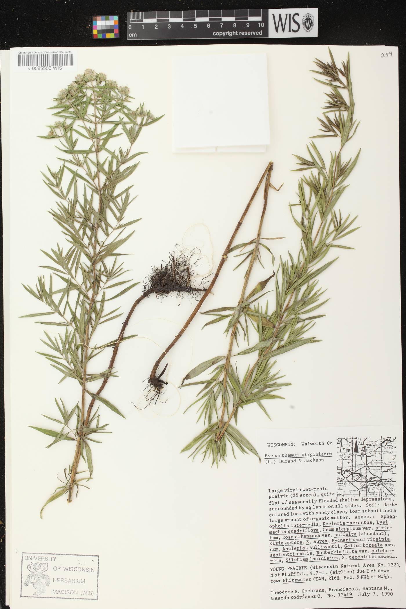 Pycnanthemum virginianum image