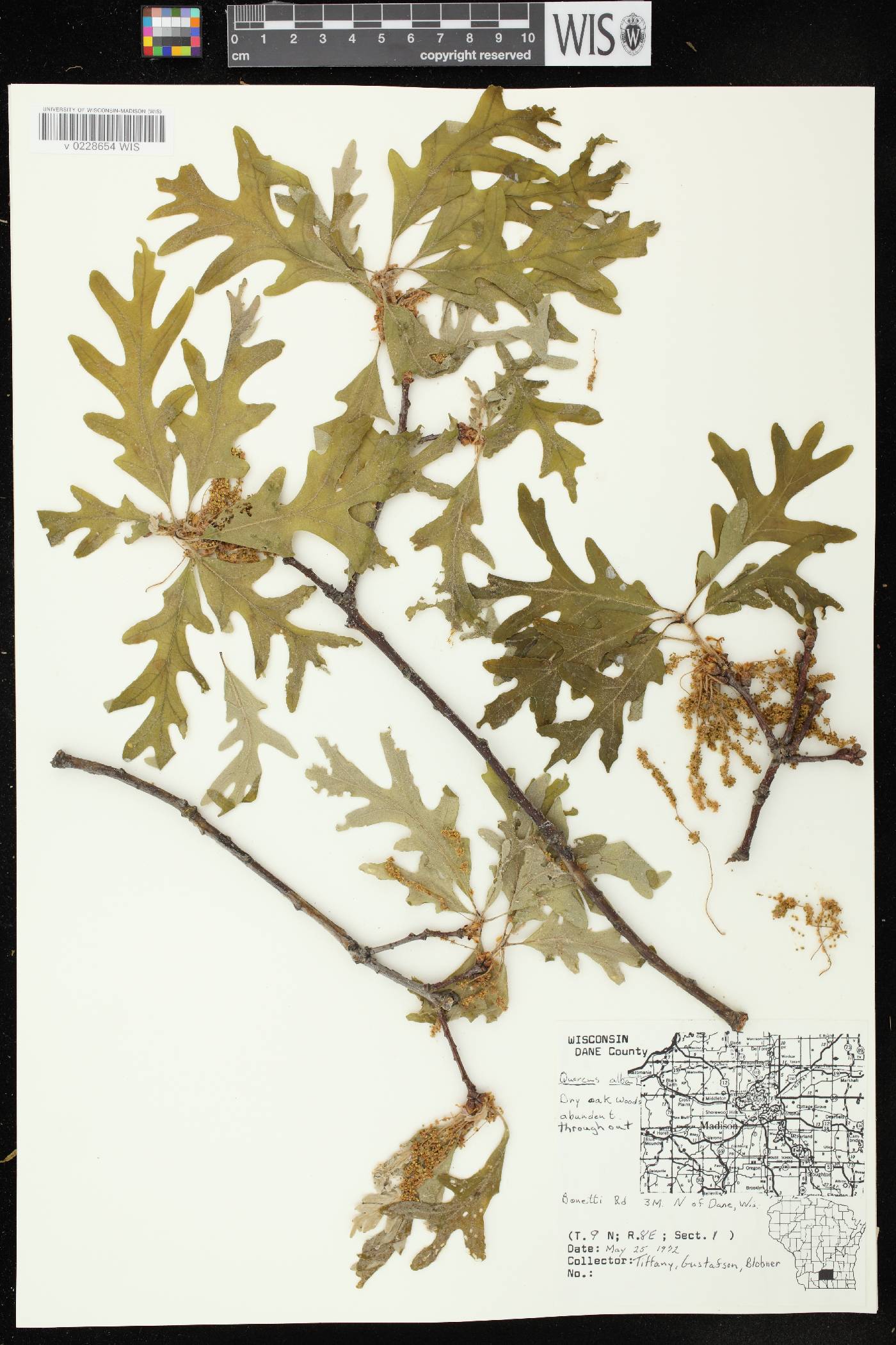 Quercus alba image