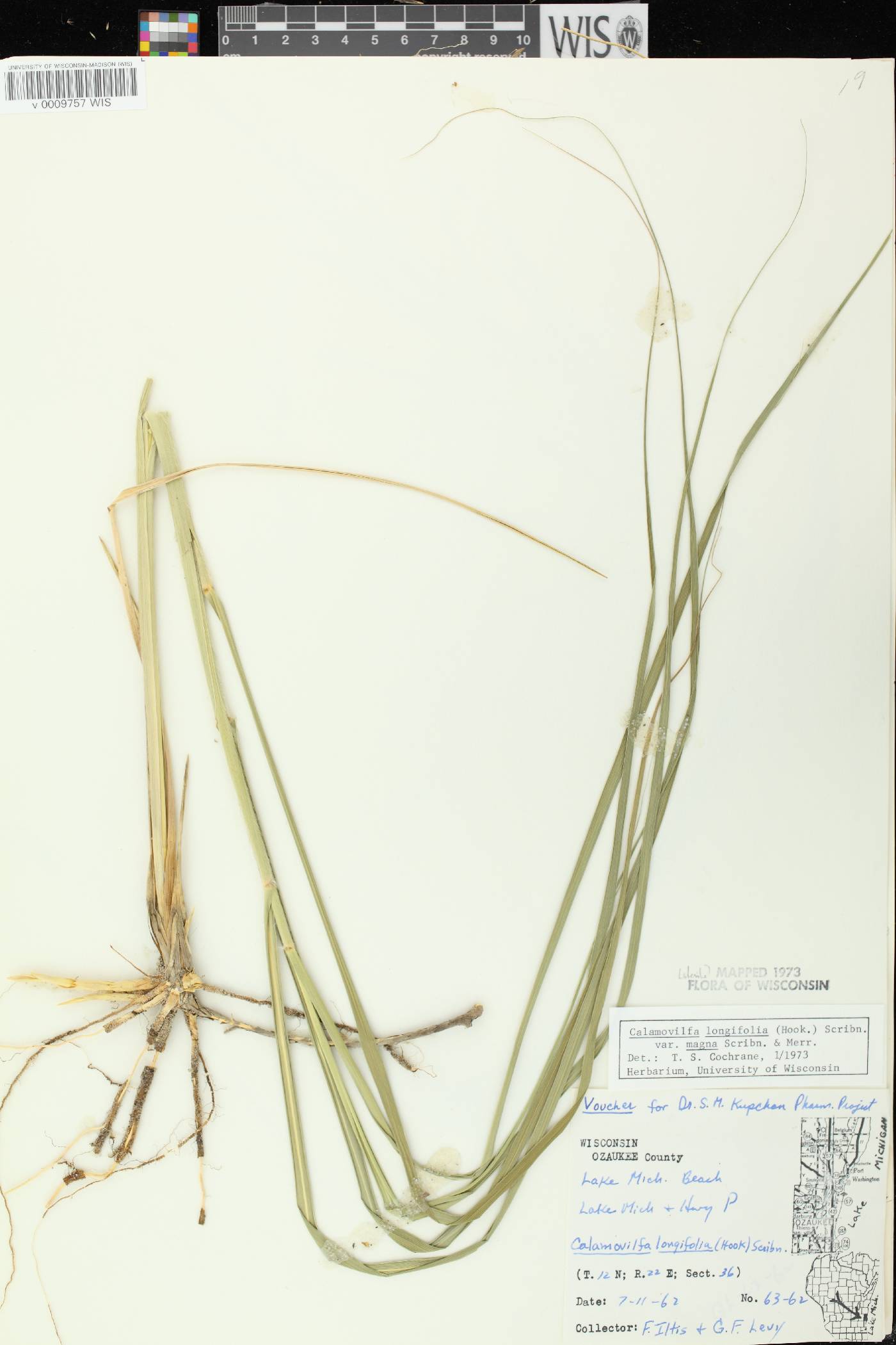Calamovilfa longifolia image