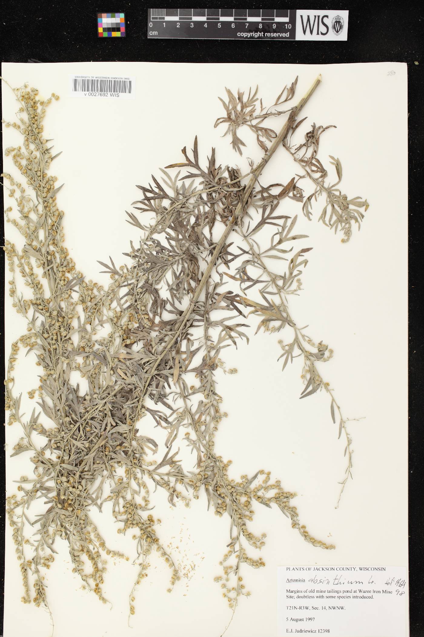 Artemisia absinthium image