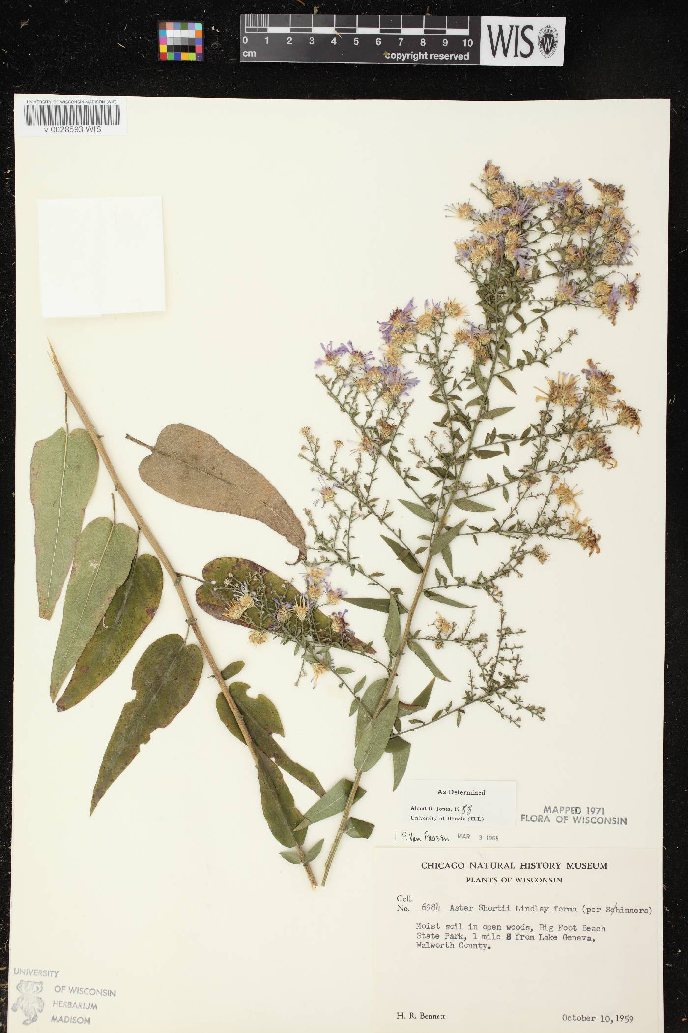 Symphyotrichum shortii image