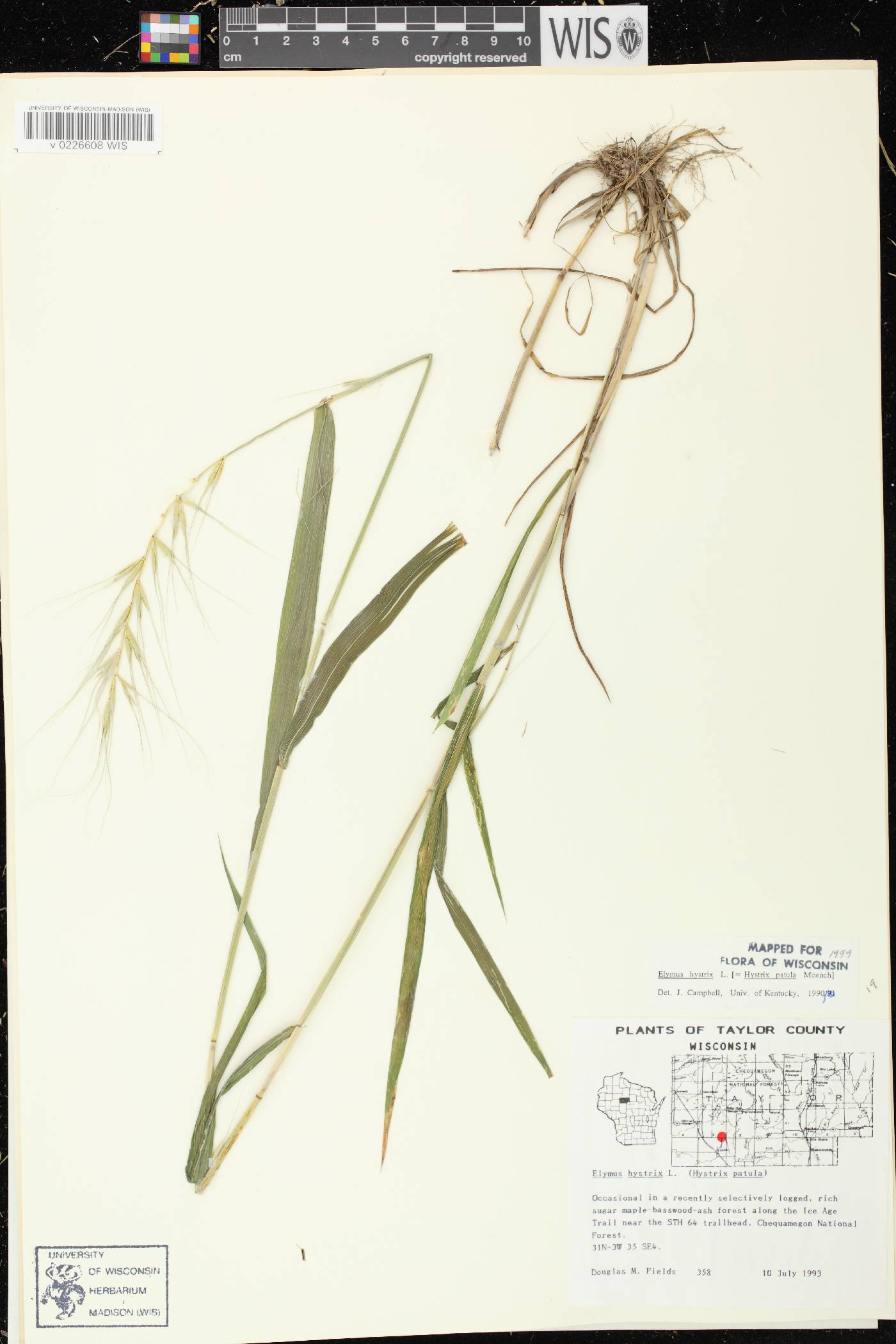 Elymus hystrix var. hystrix image