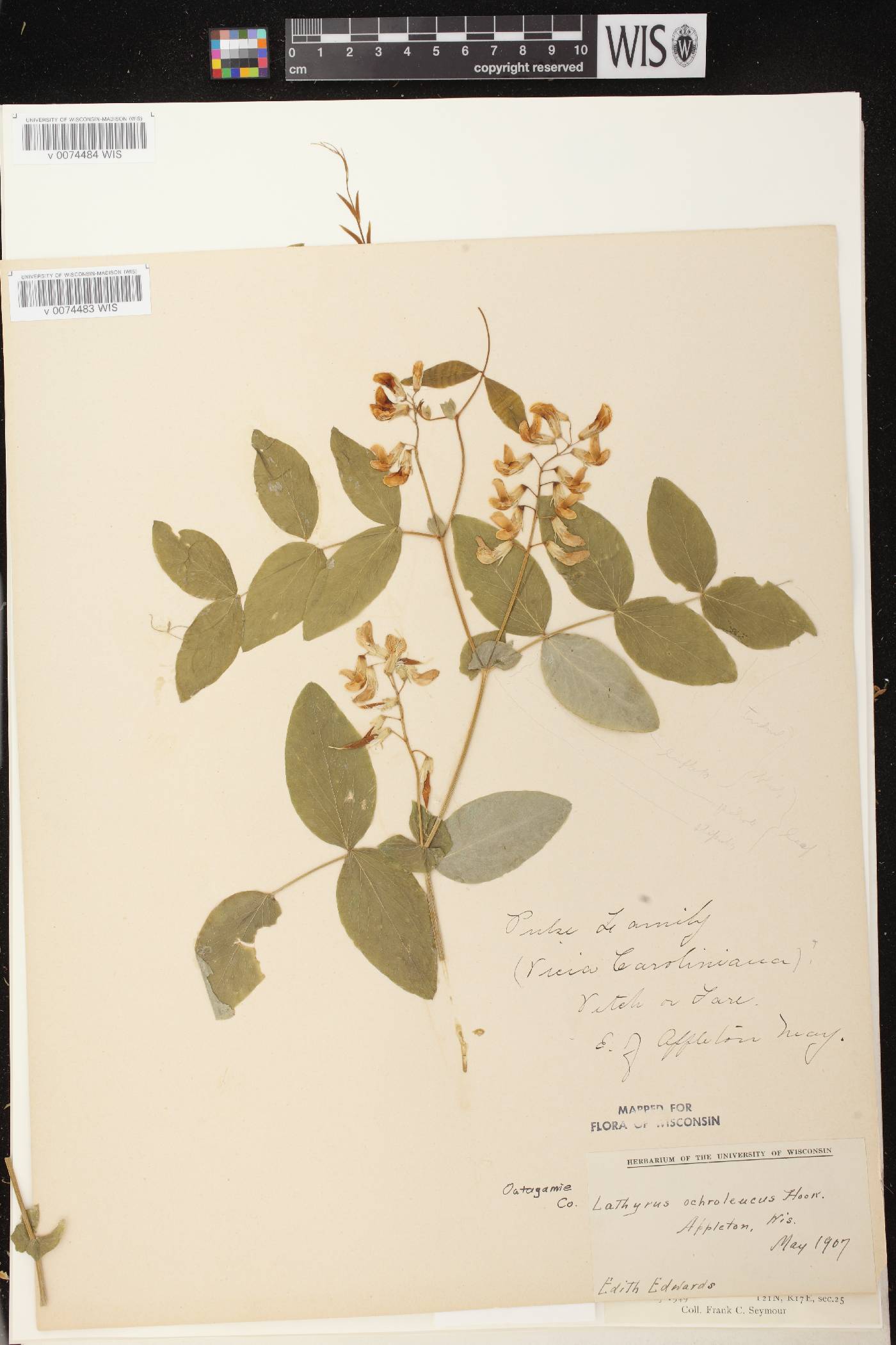Lathyrus ochroleucus image