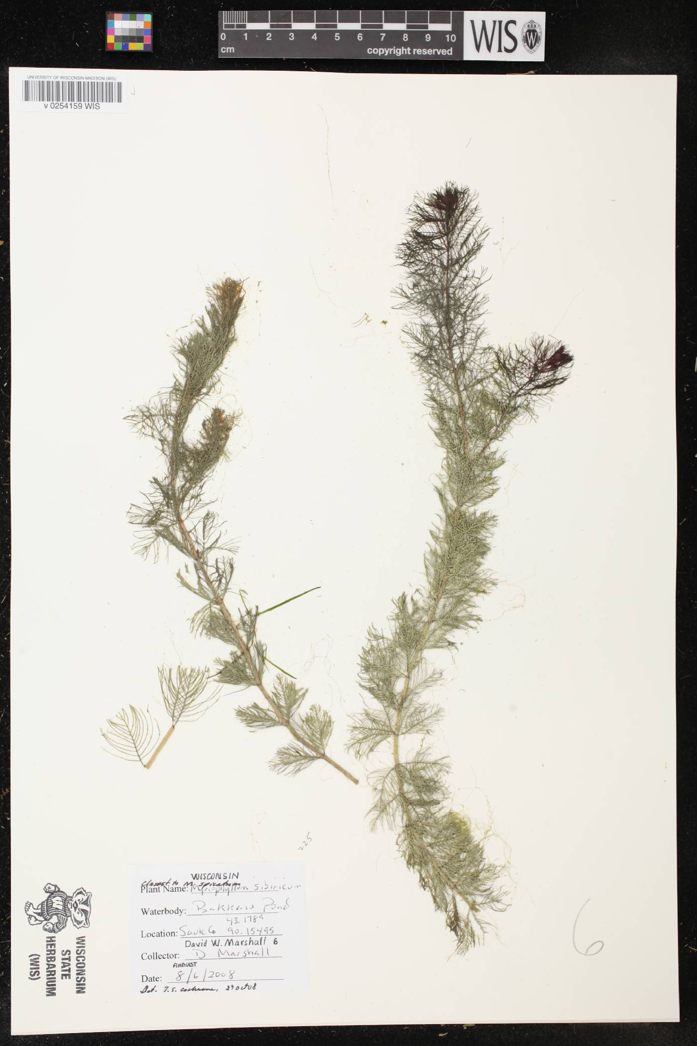 Myriophyllum spicatum image