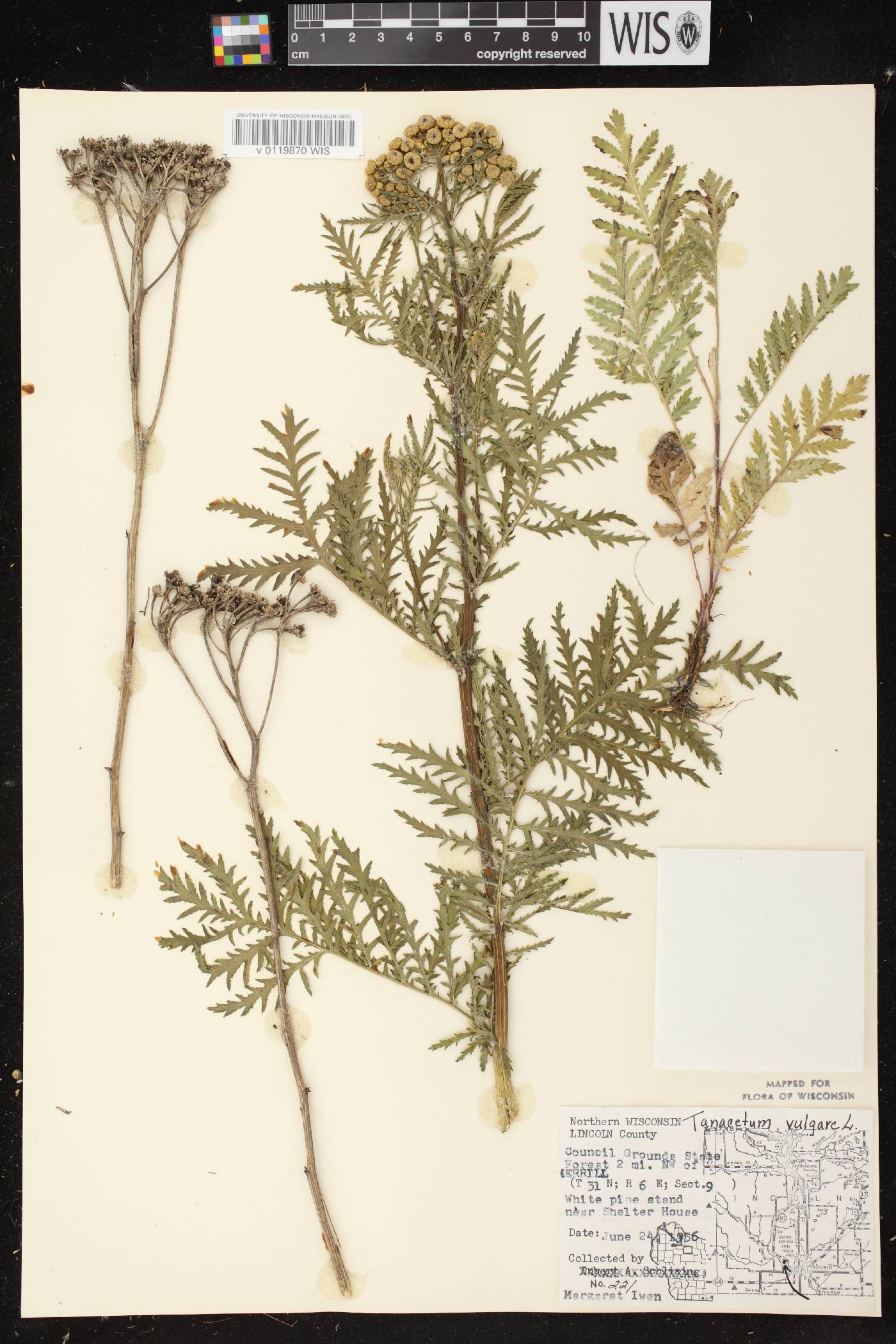 Tanacetum vulgare image