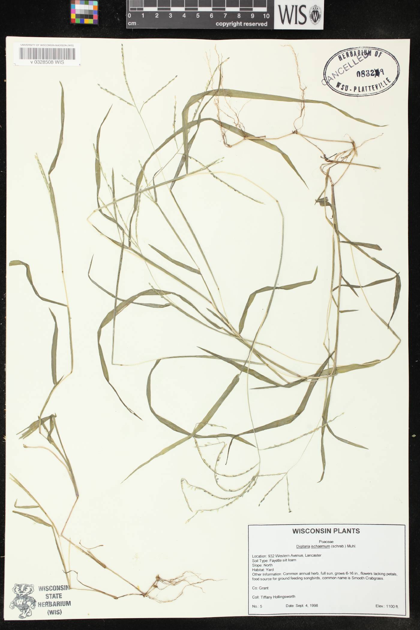 Digitaria ischaemum image