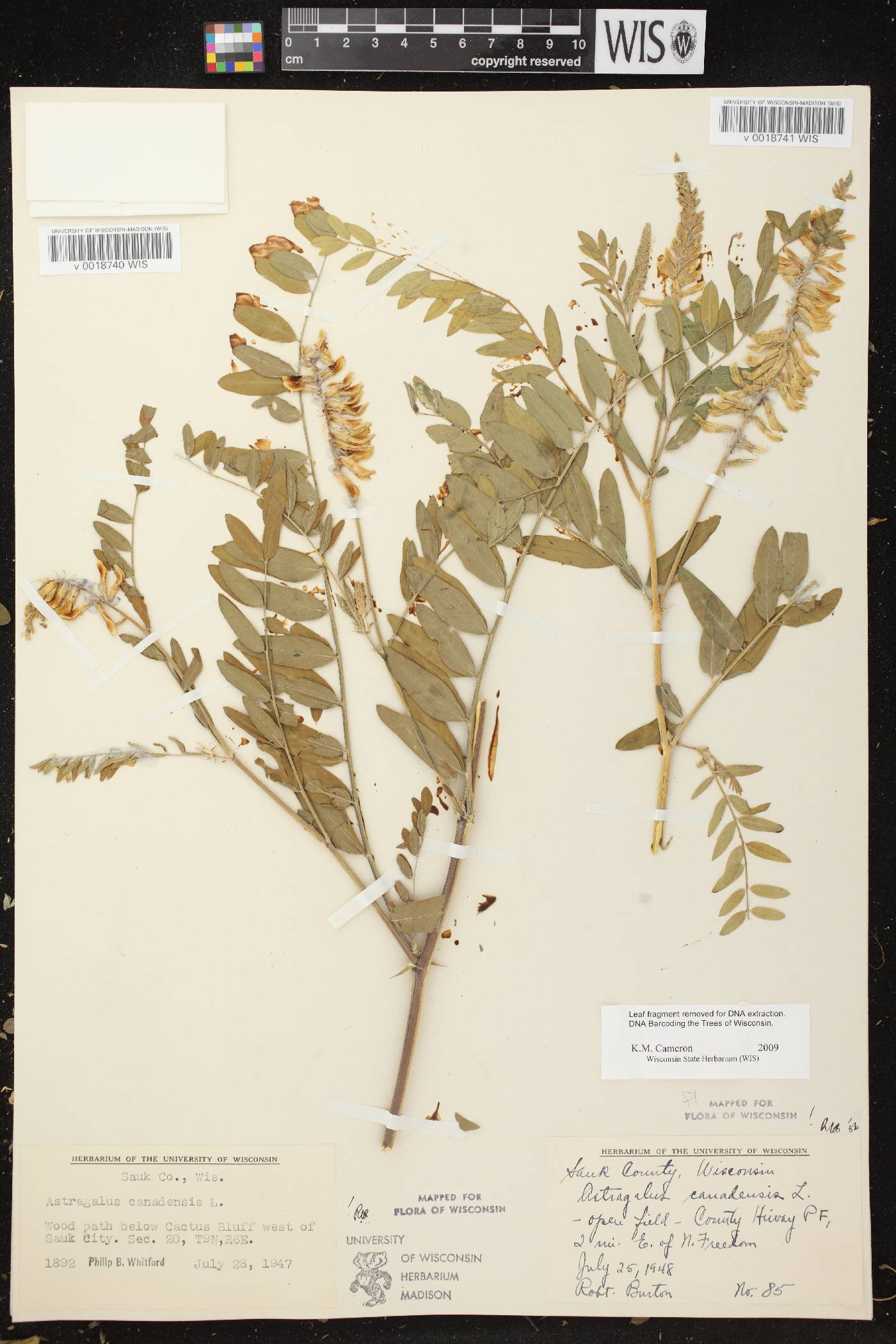 Astragalus canadensis var. canadensis image