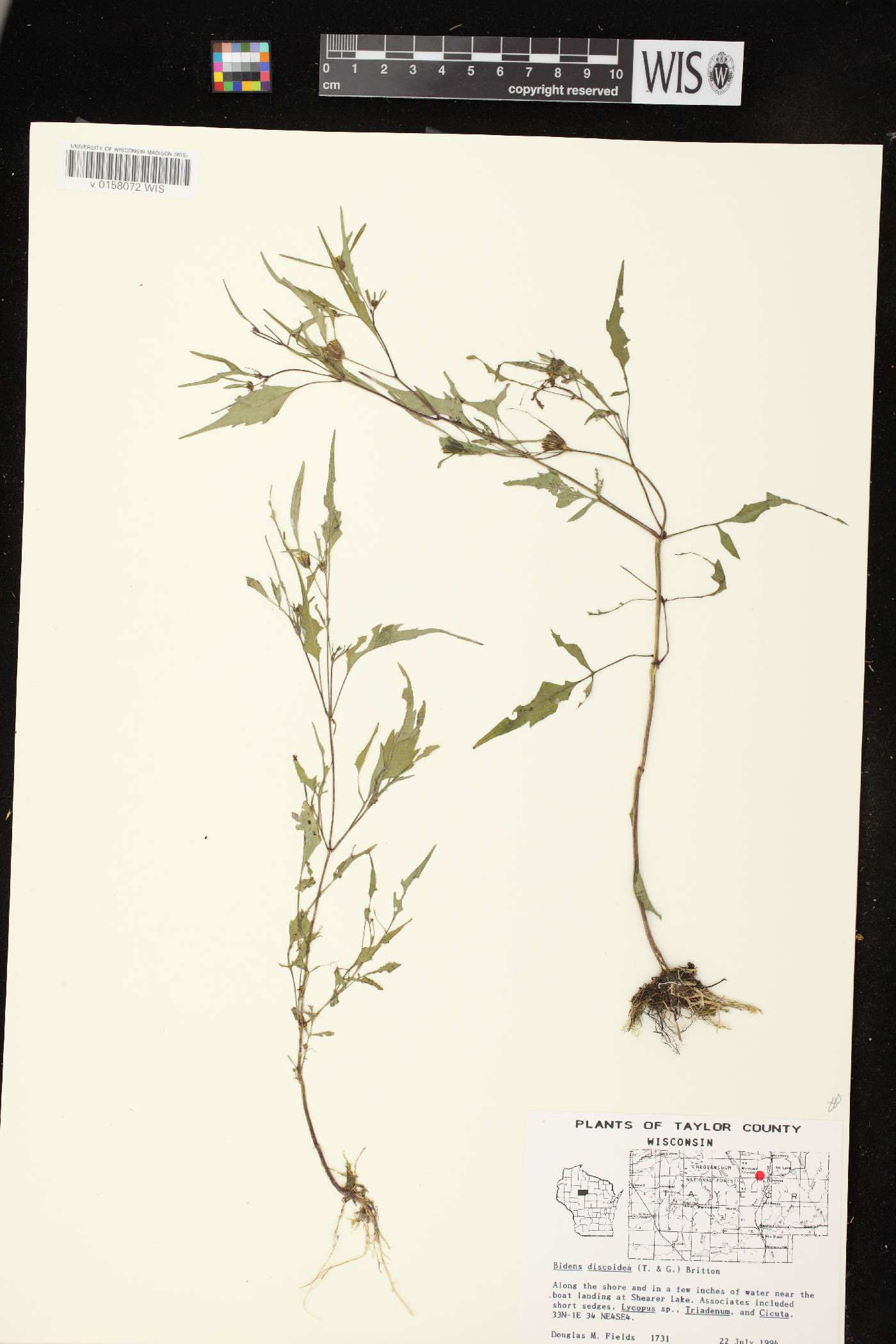 Bidens discoidea image