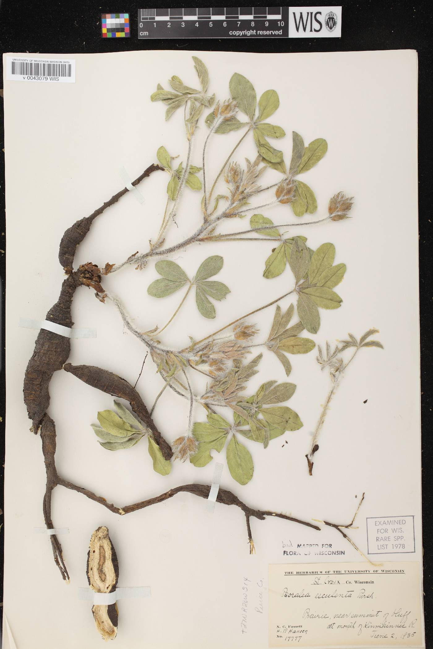 Pediomelum esculentum image