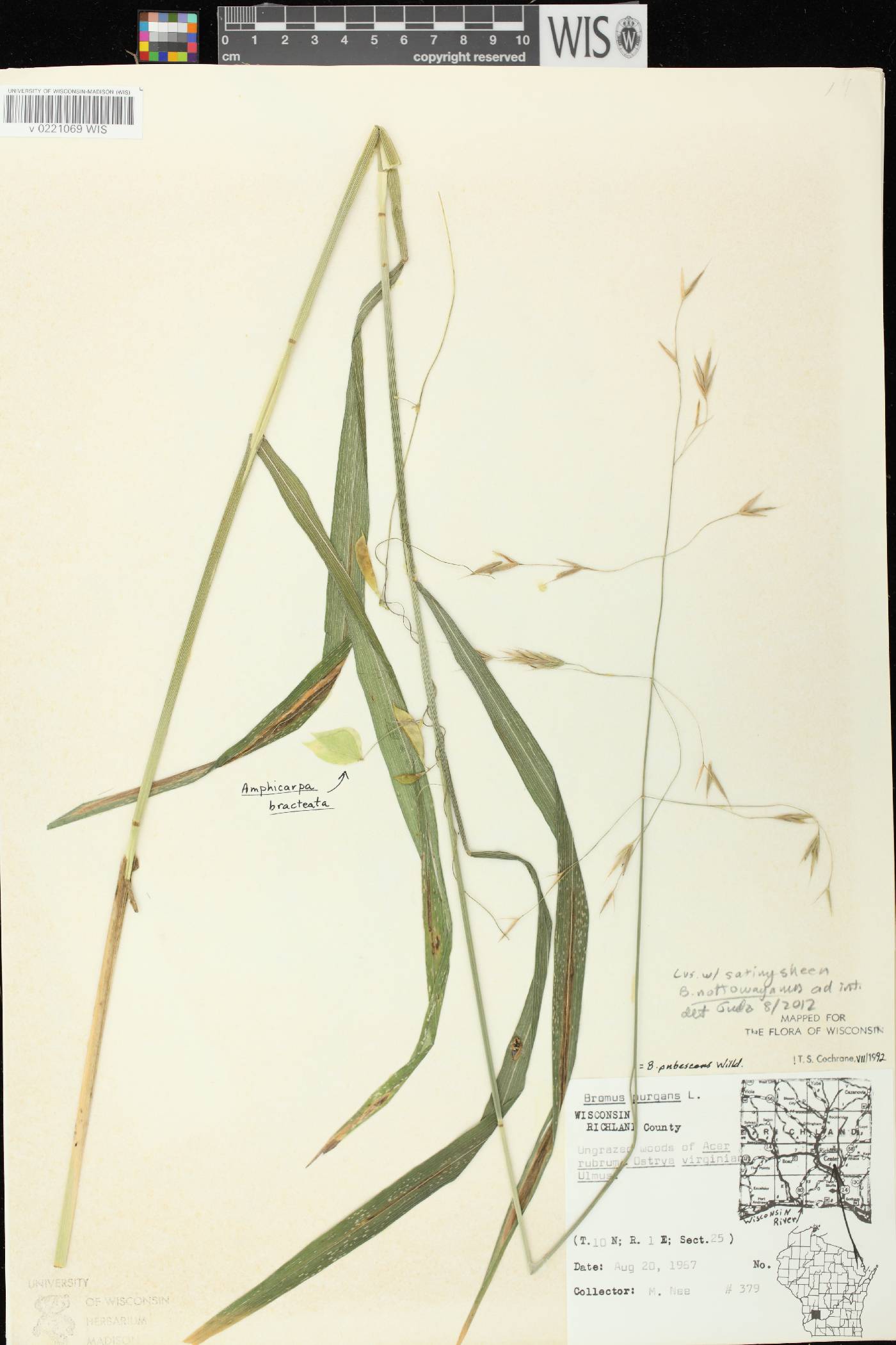 Bromus pubescens image