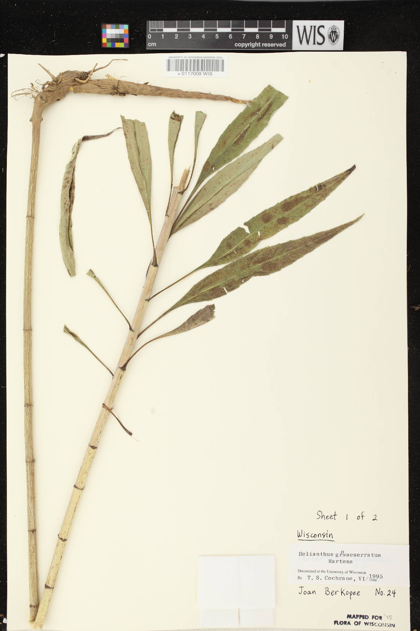 Helianthus grosseserratus image