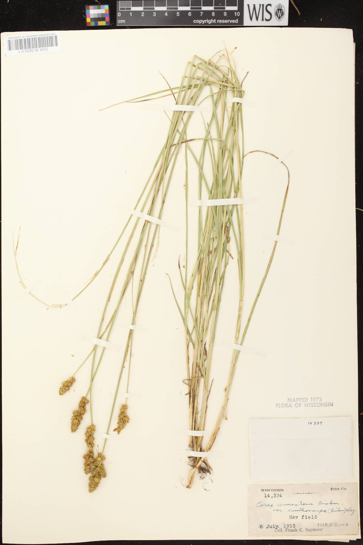 Carex annectens image