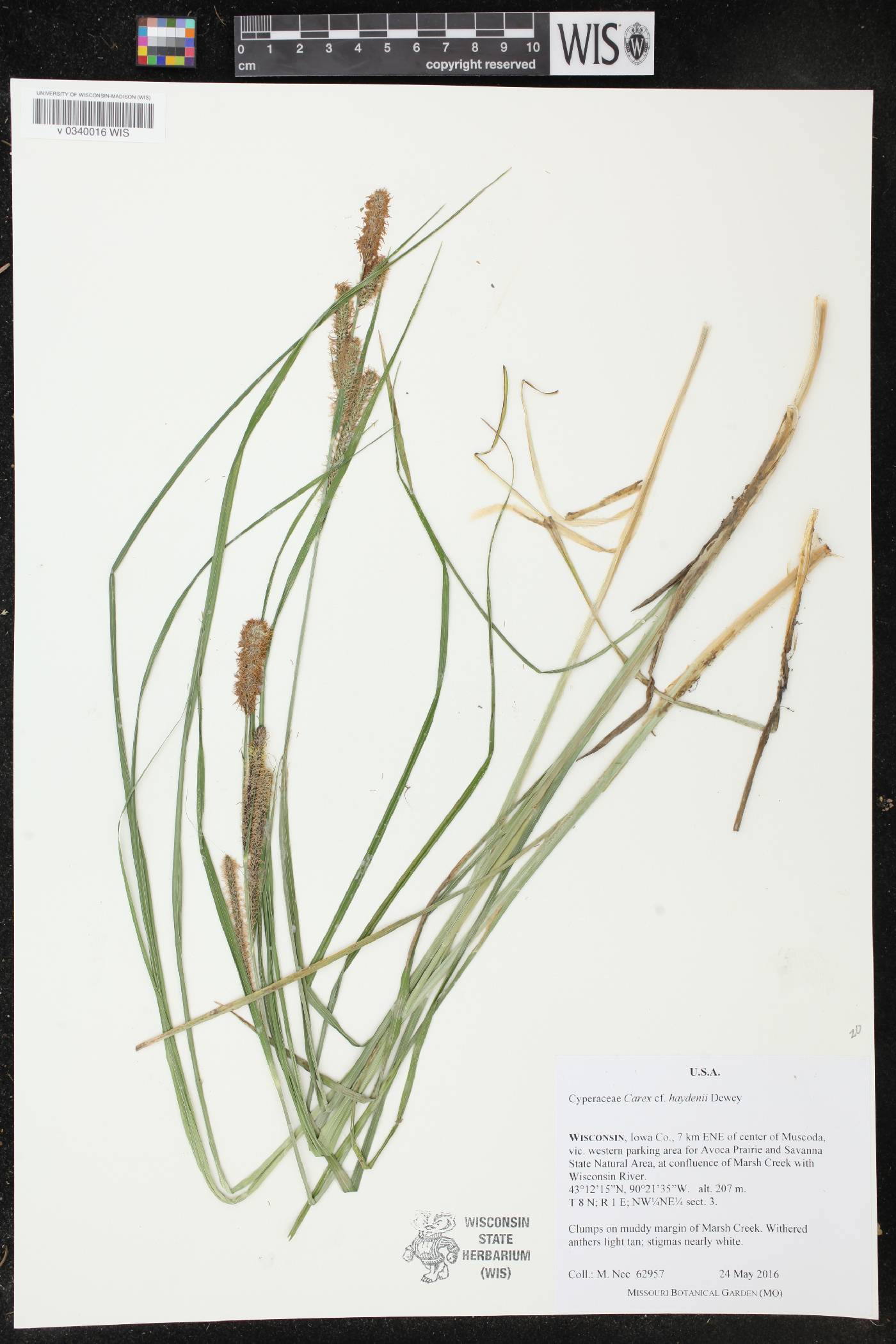 Carex haydenii image