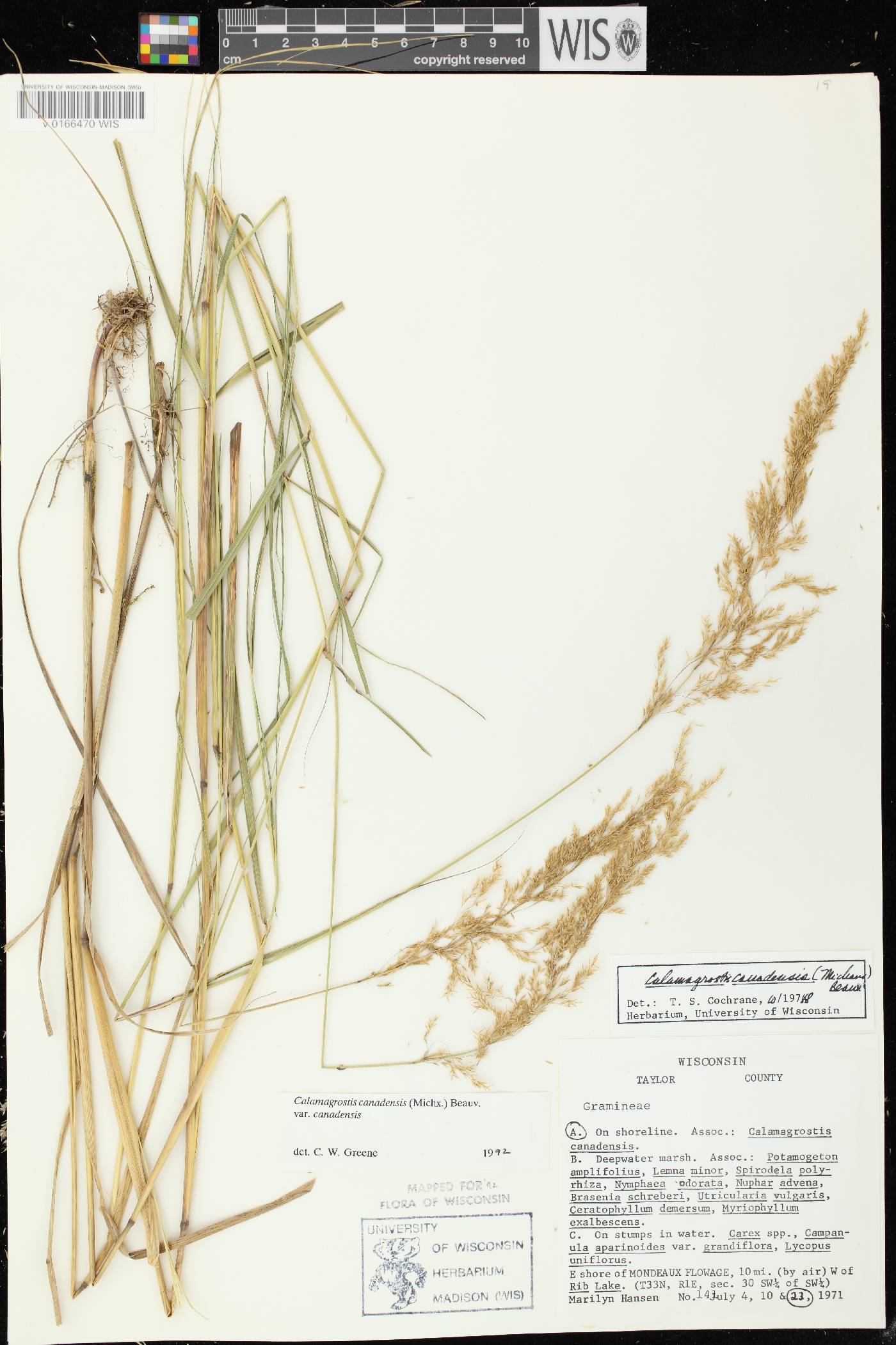 Calamagrostis canadensis var. canadensis image