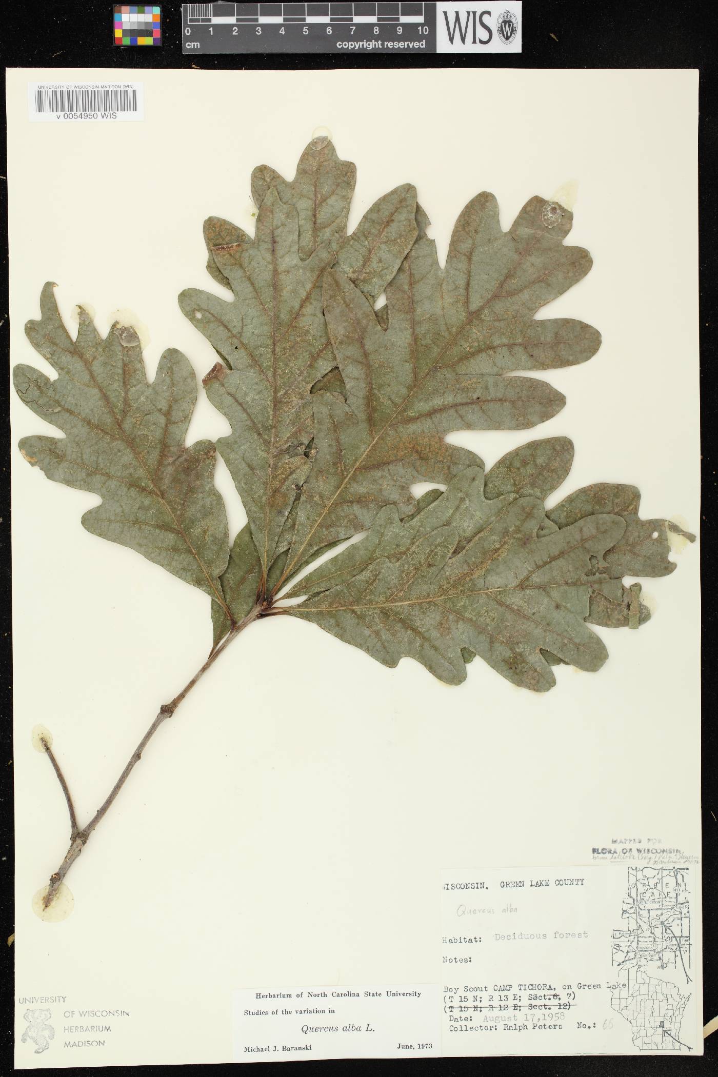 Quercus alba image