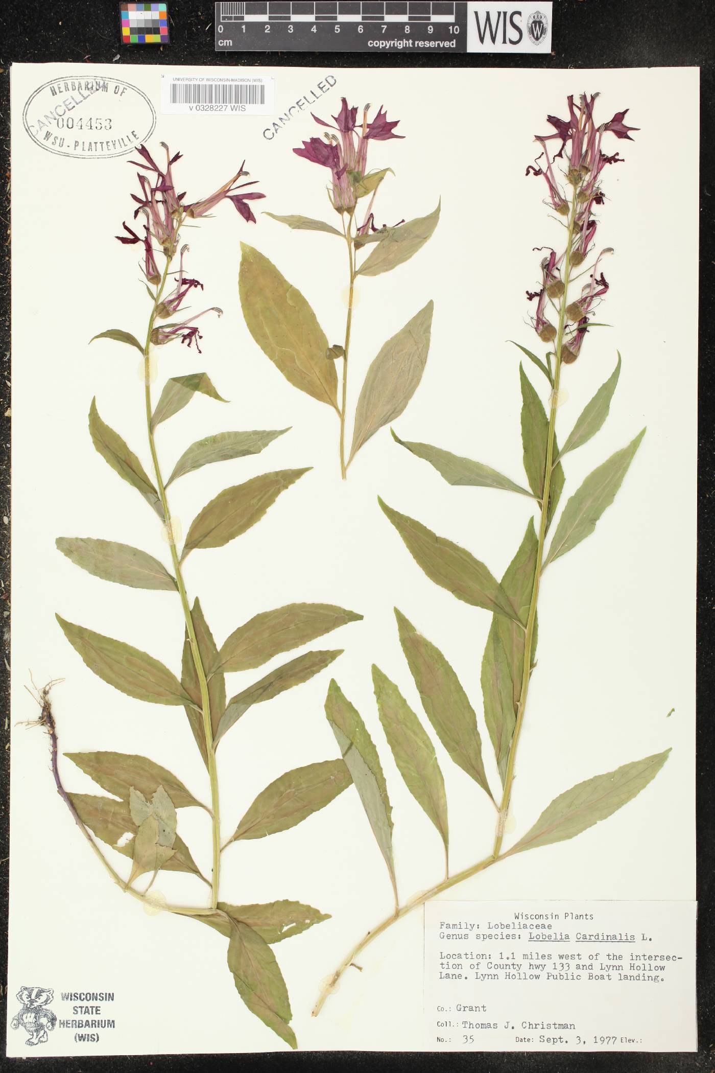 Lobelia cardinalis image