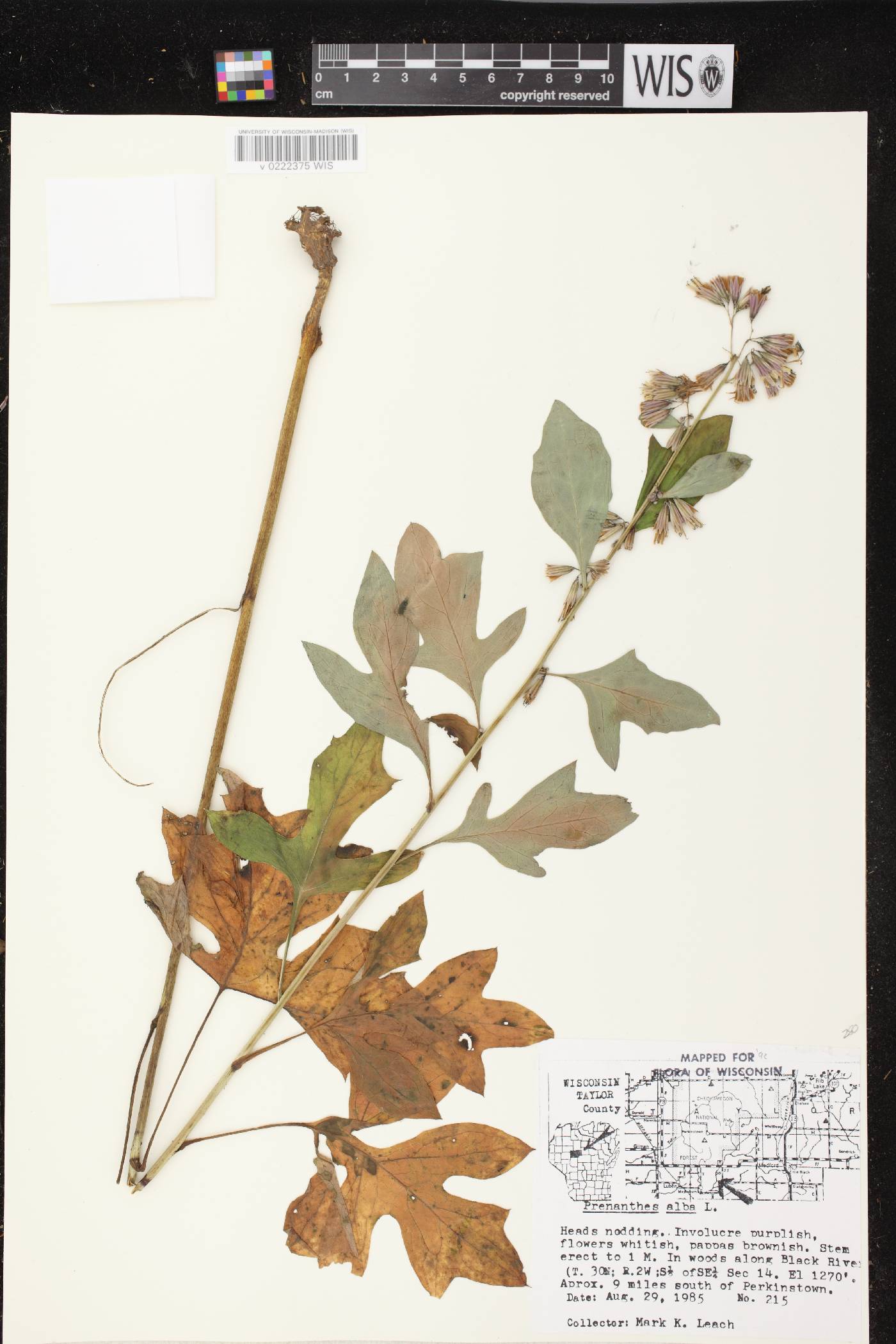 Prenanthes alba image