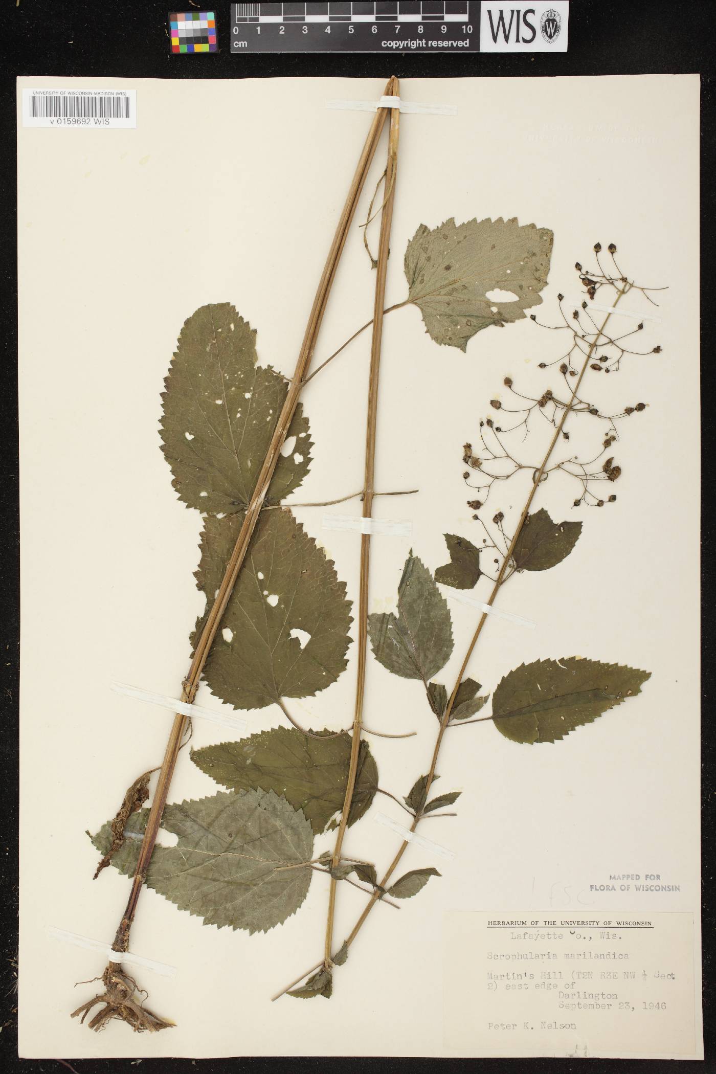Scrophularia marilandica image