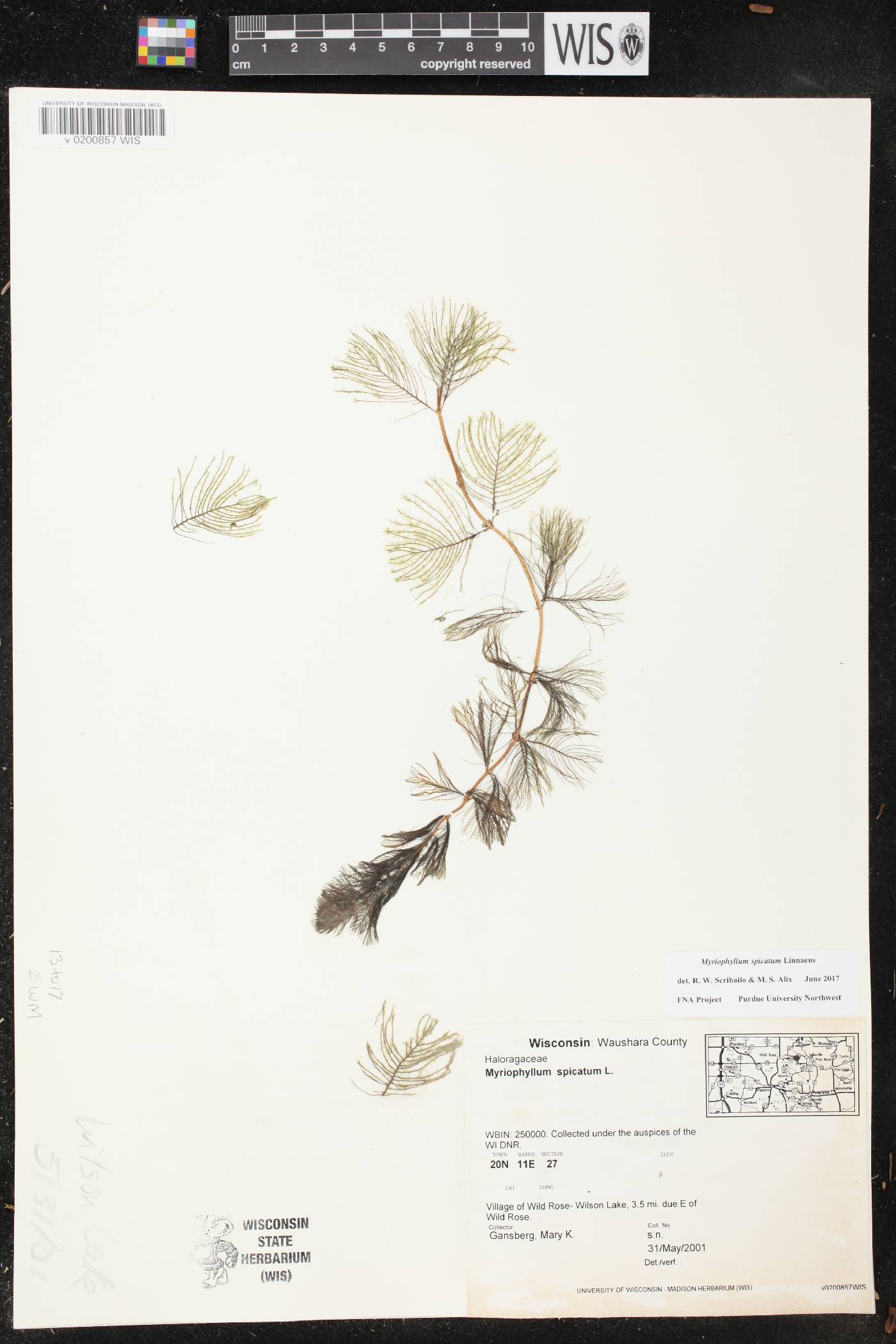 Myriophyllum spicatum image