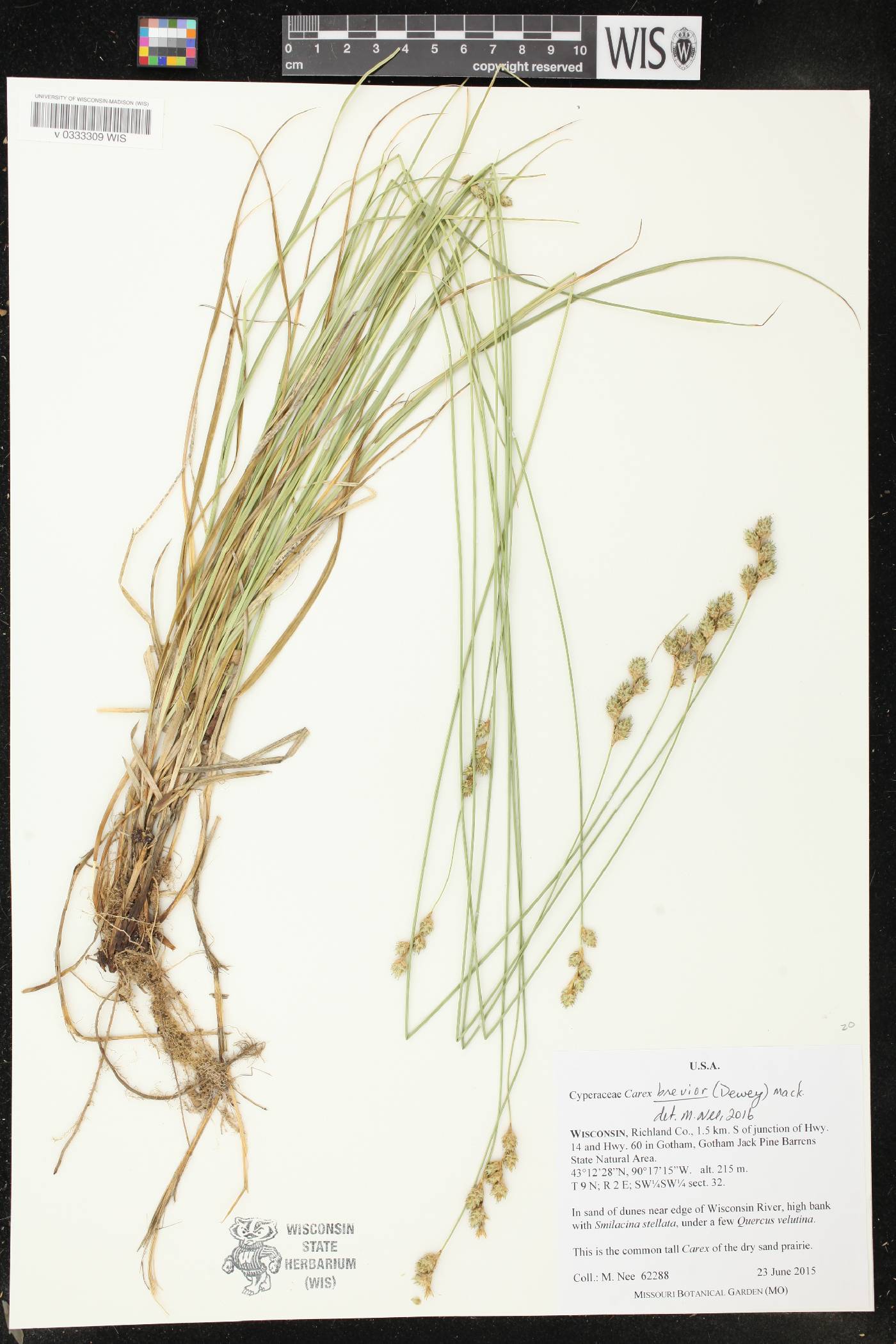 Carex brevior image