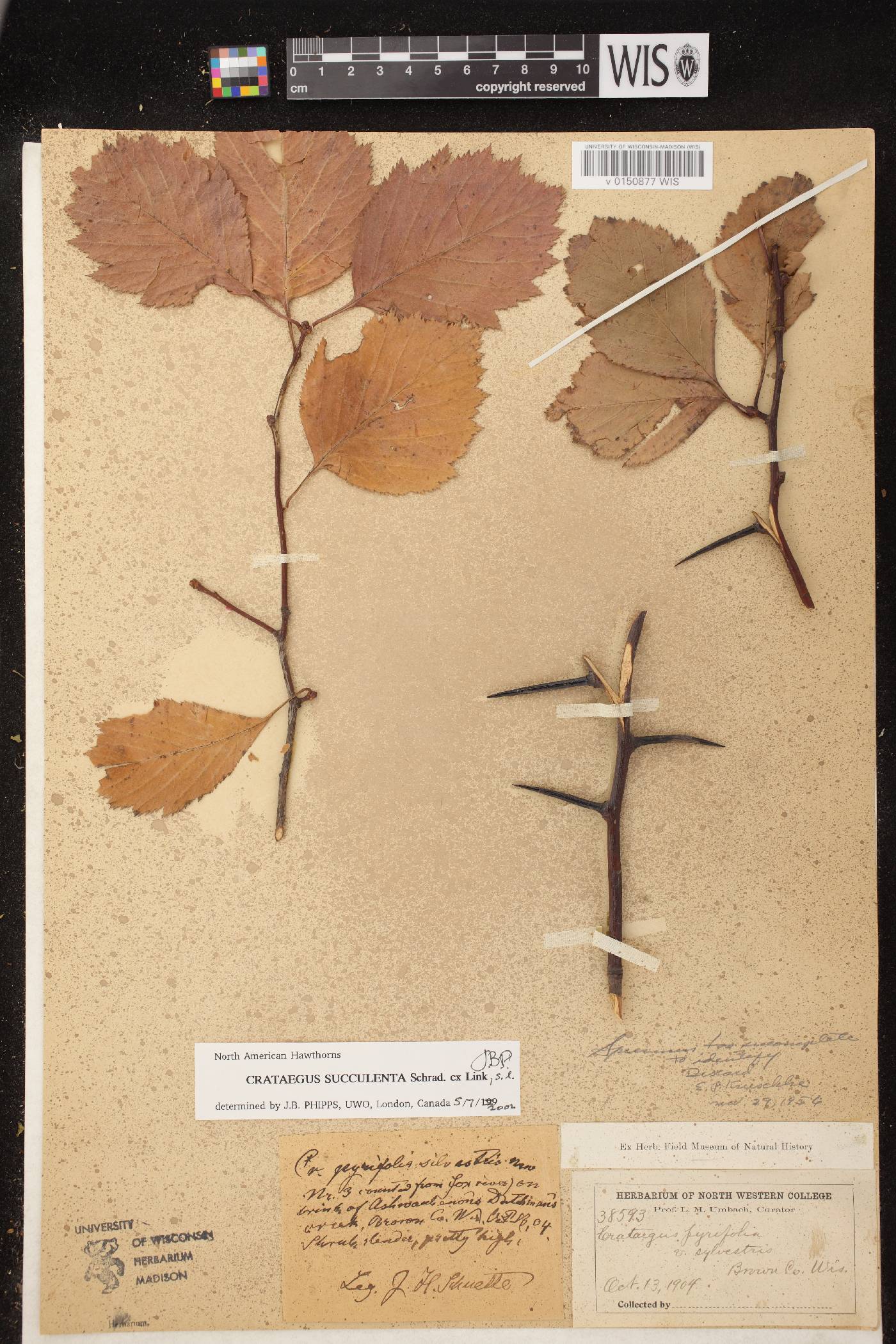 Crataegus succulenta image