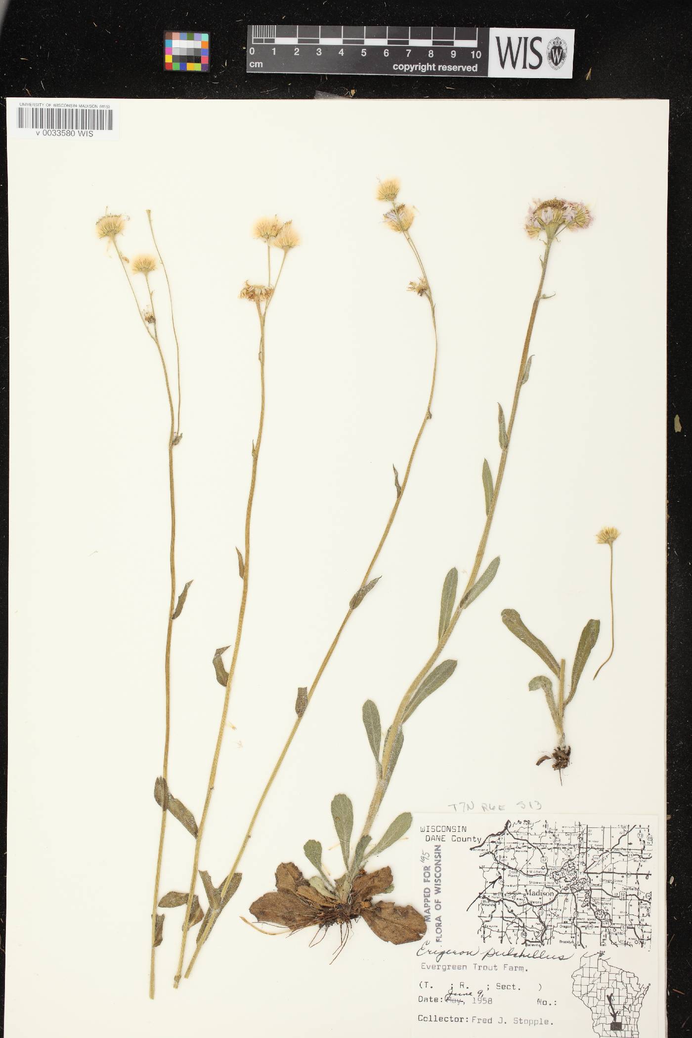 Erigeron pulchellus image