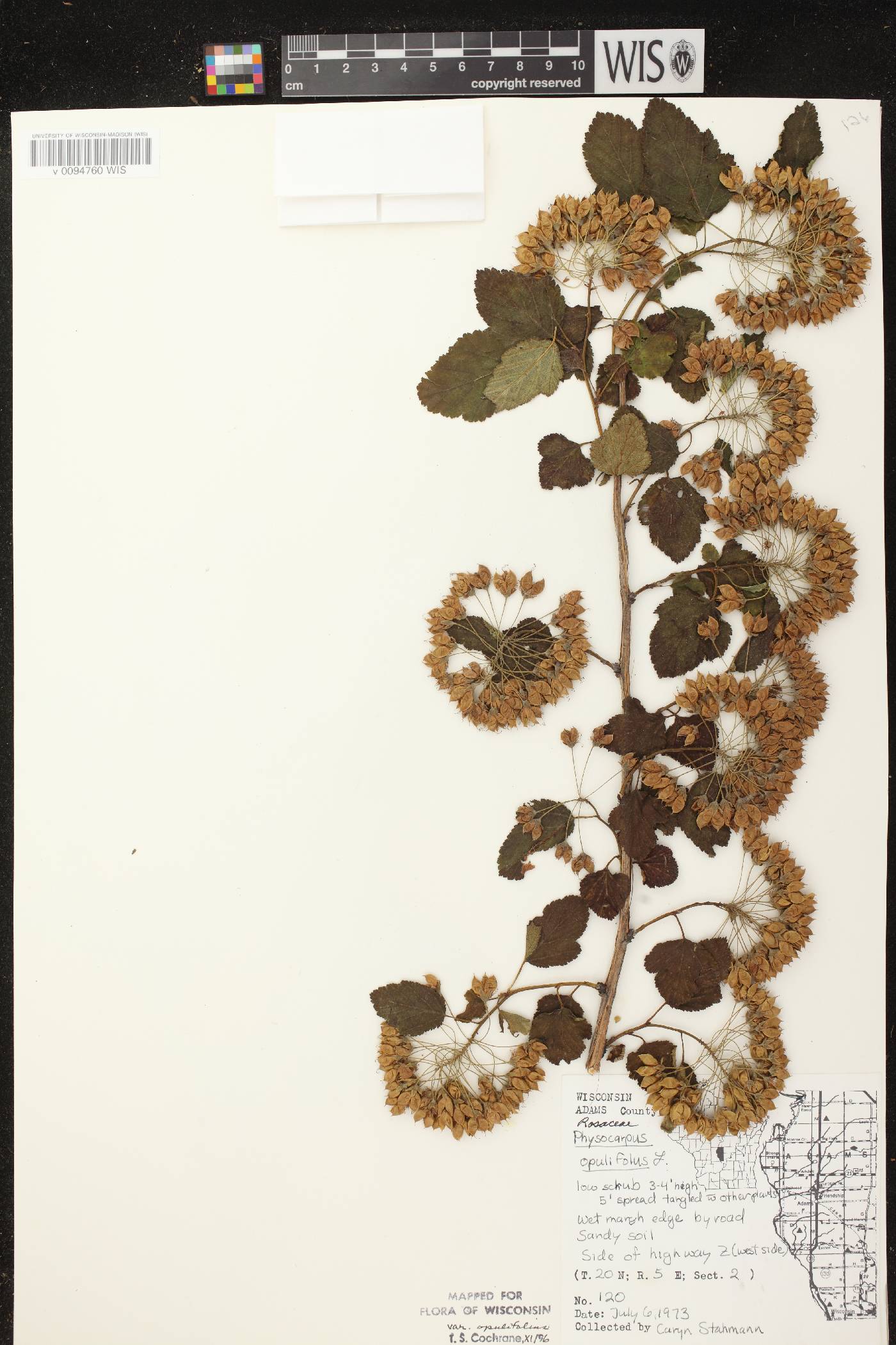 Physocarpus opulifolius image