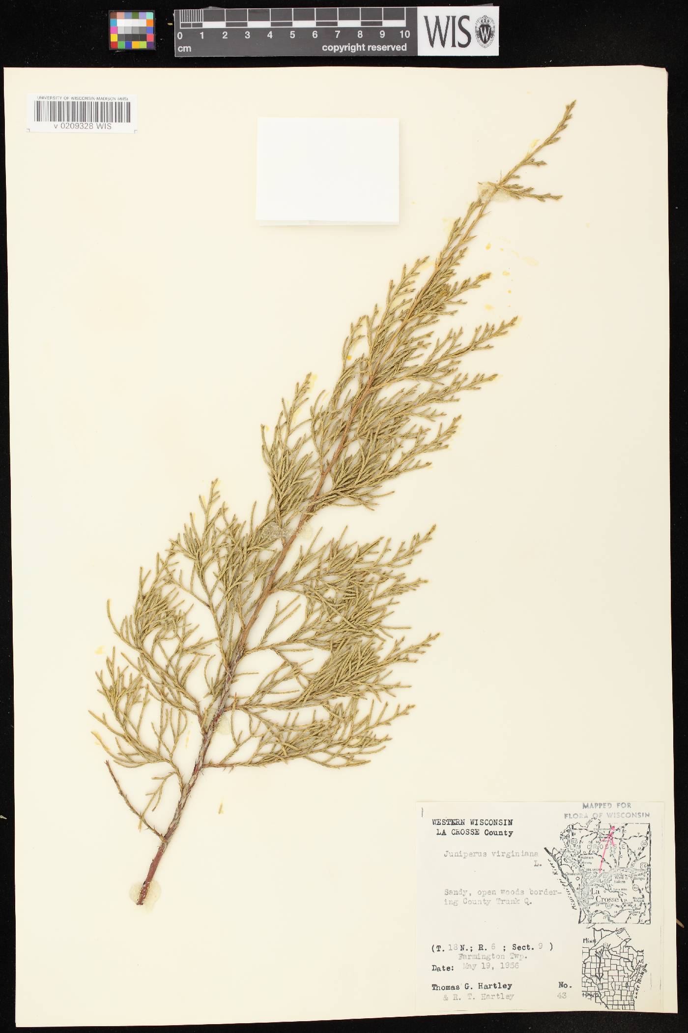 Juniperus virginiana image