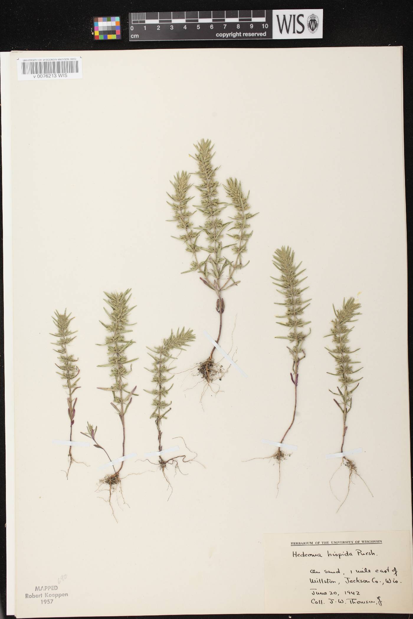 Hedeoma hispida image