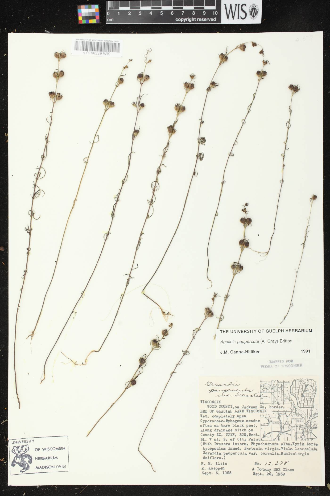 Agalinis paupercula image