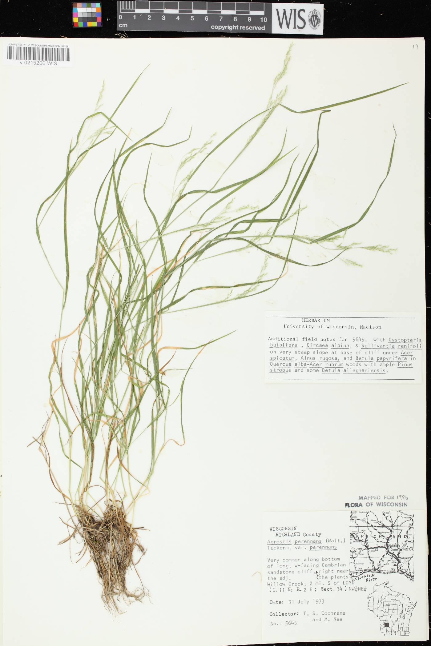 Agrostis perennans var. perennans image