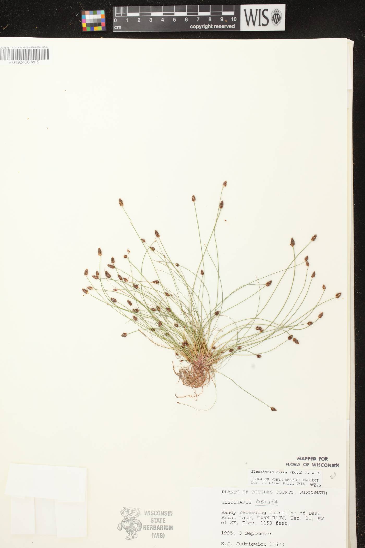 Eleocharis ovata image