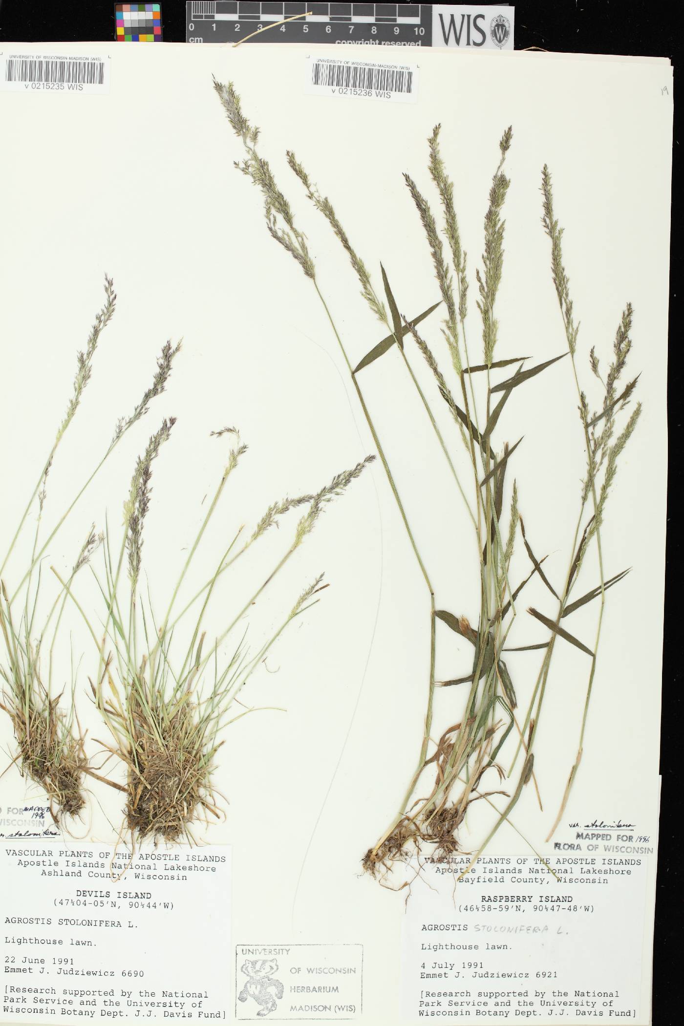 Agrostis stolonifera image