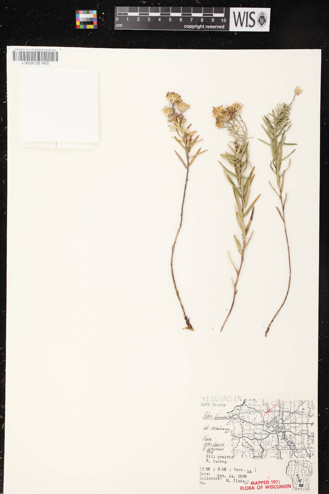 Ionactis linariifolia image
