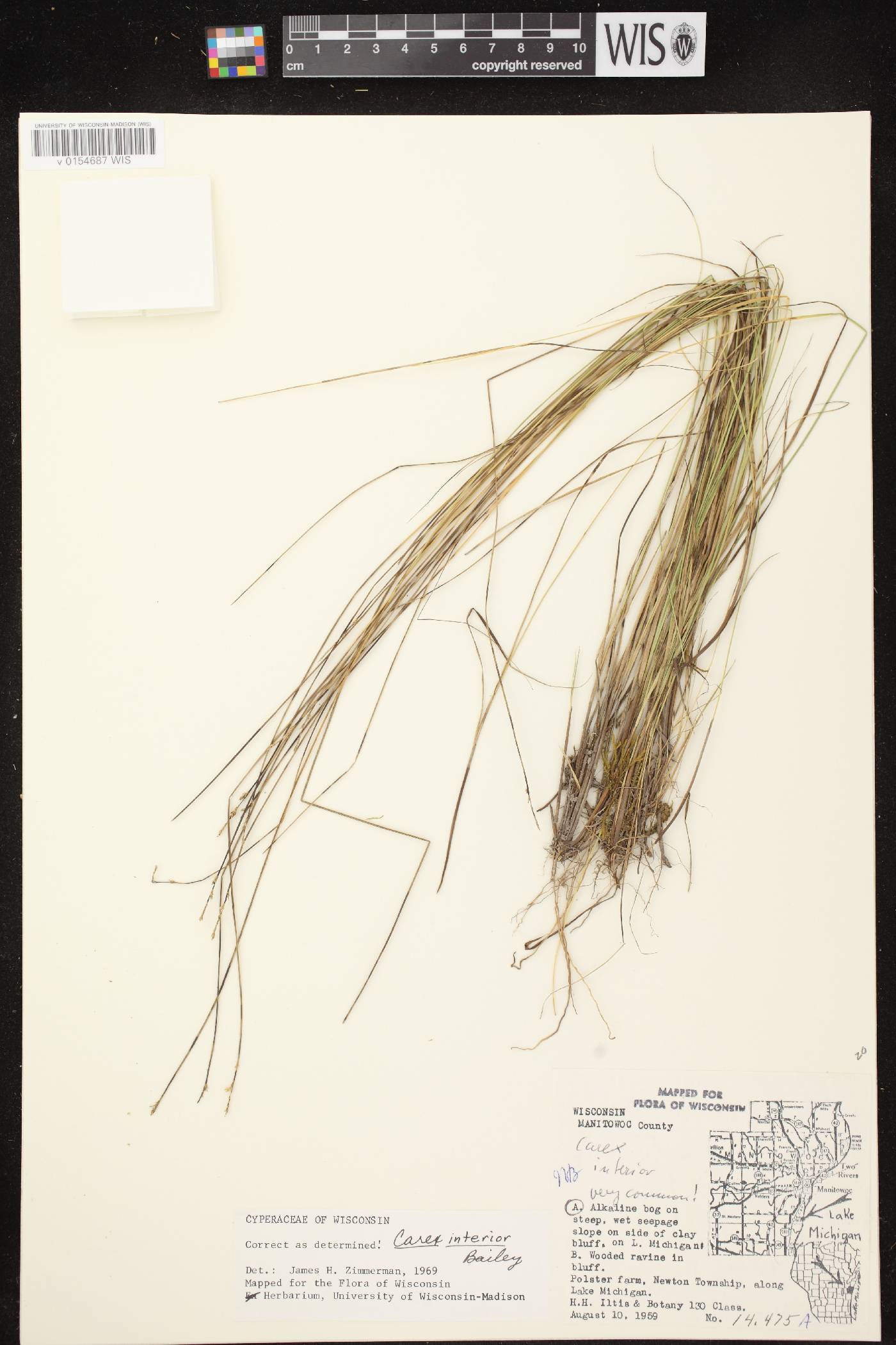Carex interior image
