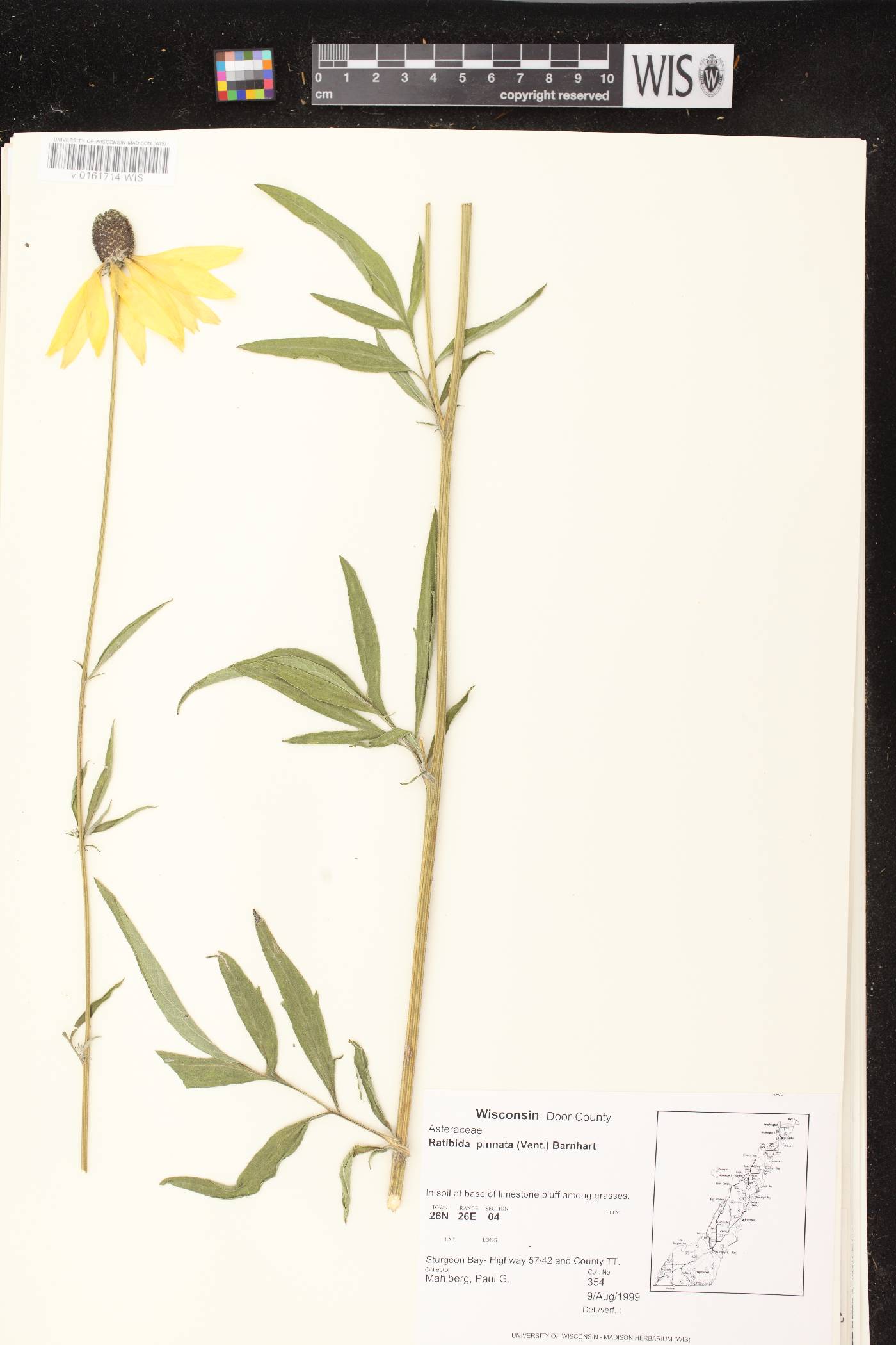 Ratibida pinnata image