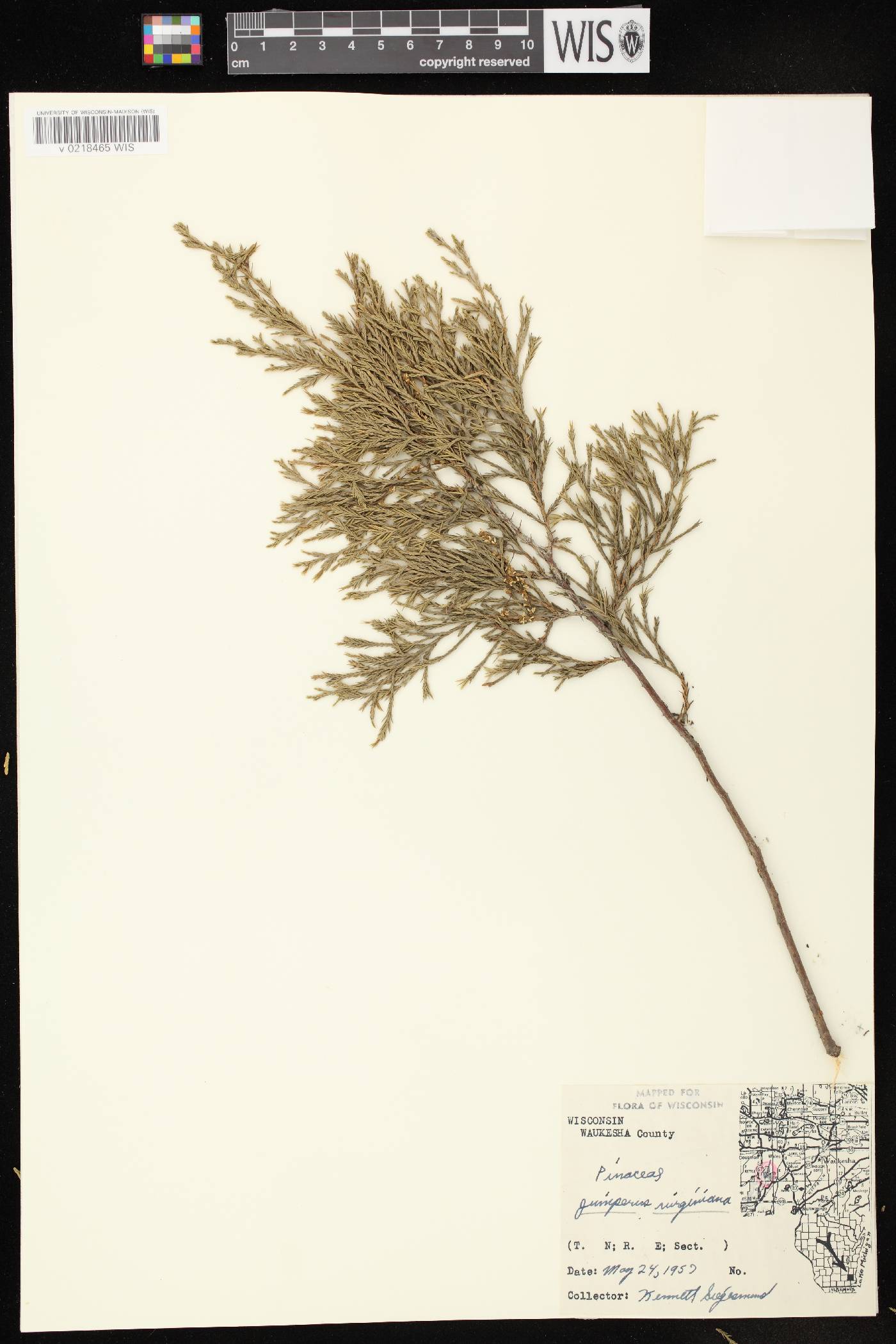 Juniperus virginiana var. virginiana image