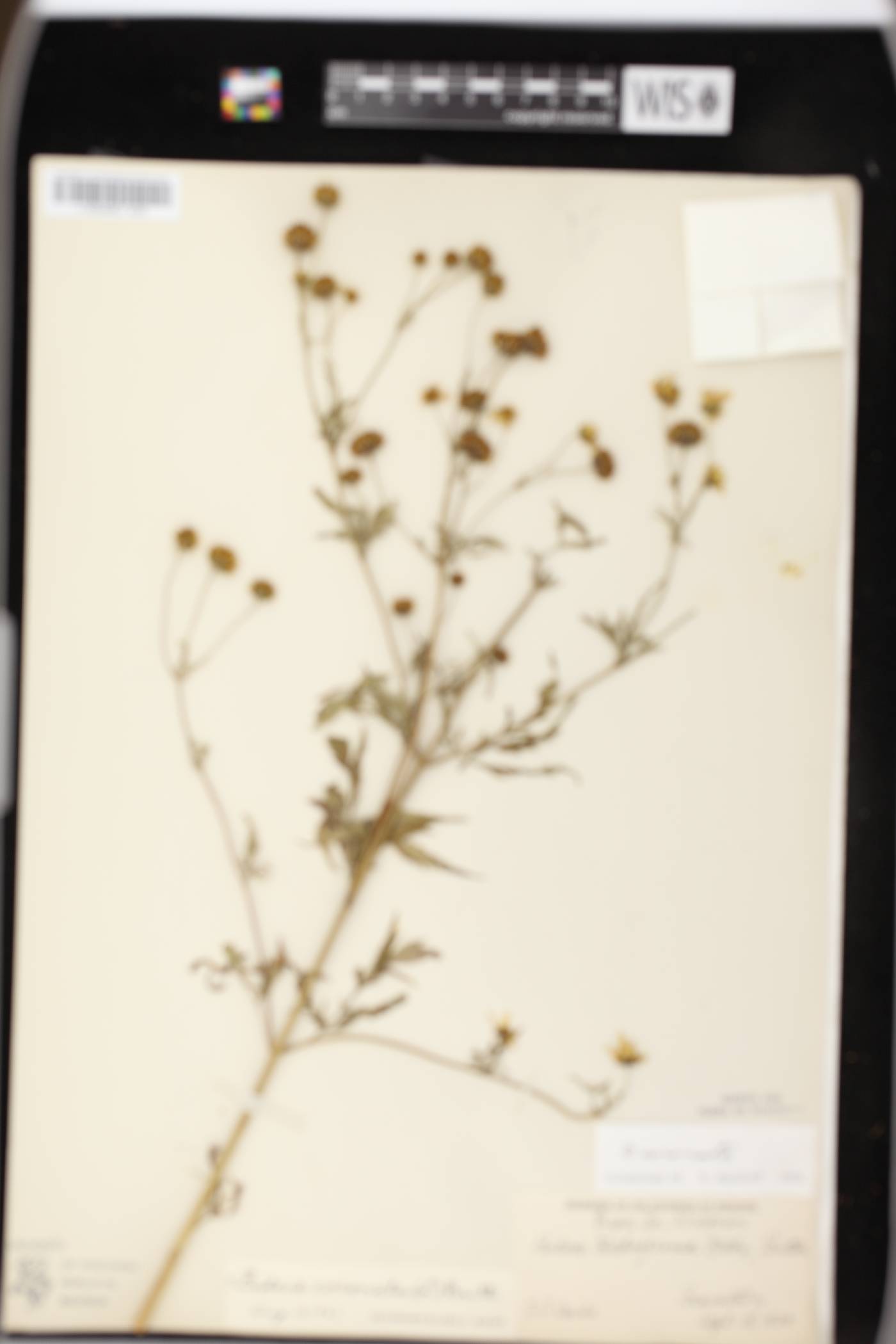 Bidens trichosperma image