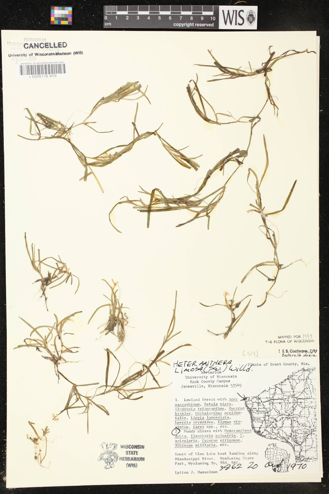 Heteranthera dubia image