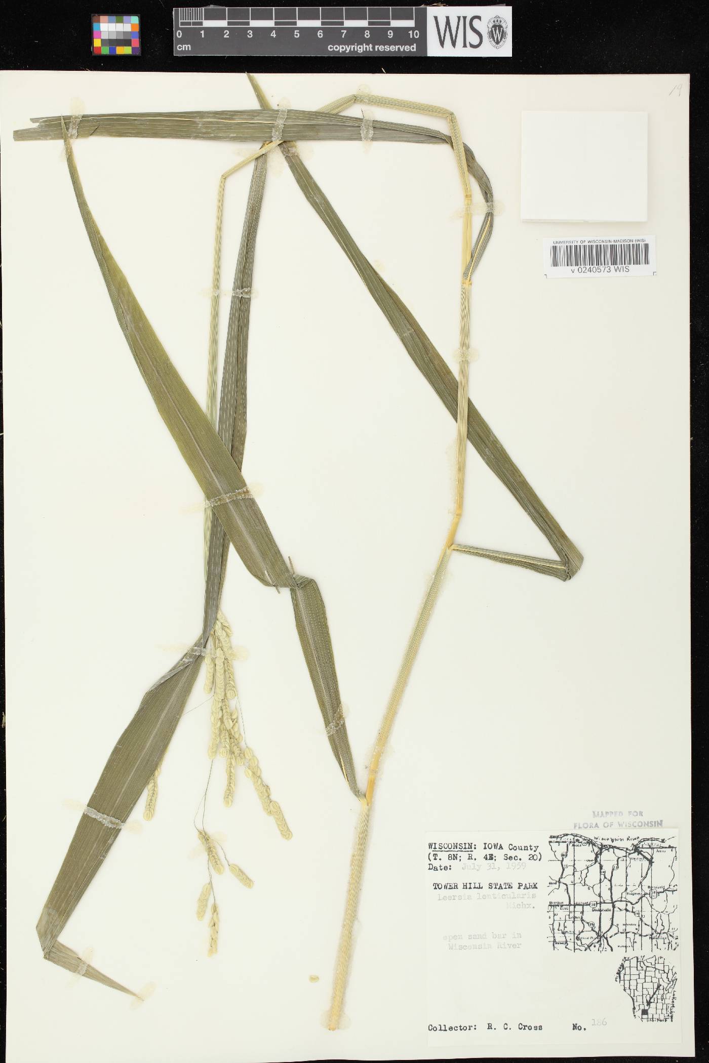 Leersia lenticularis image