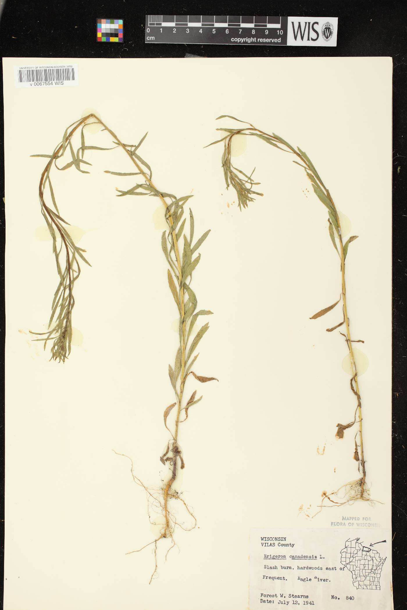 Conyza canadensis image