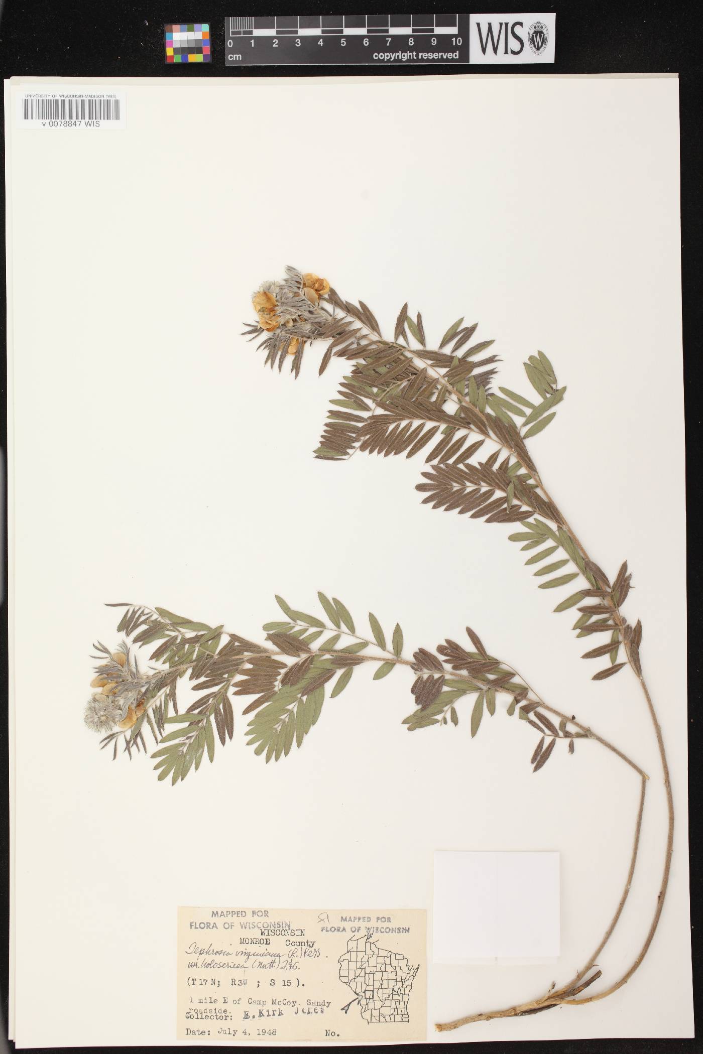 Tephrosia virginiana image