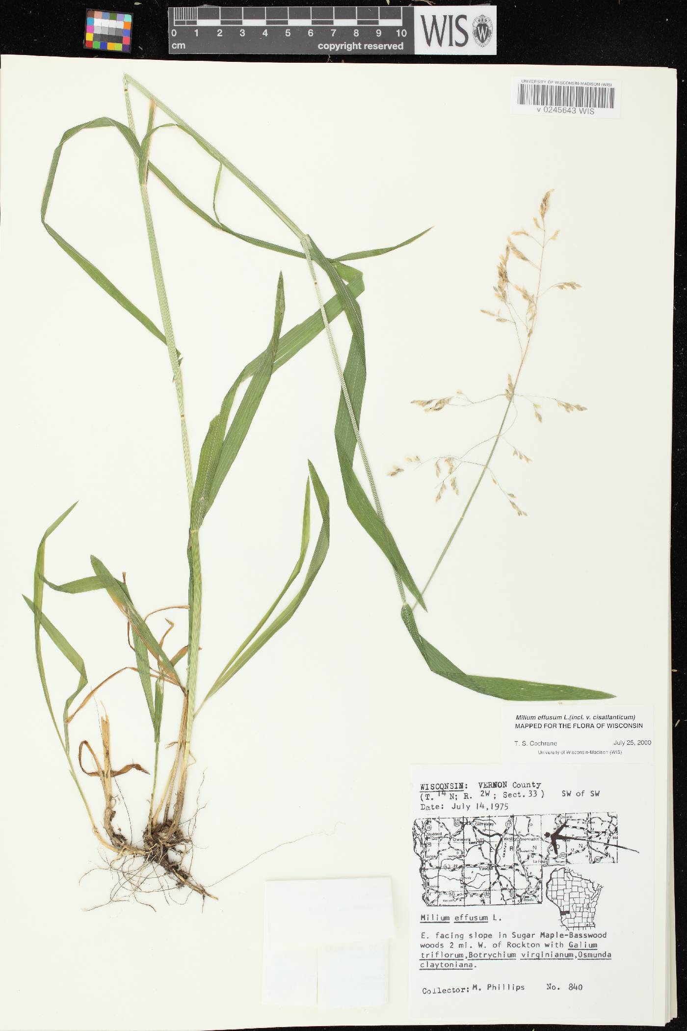 Milium effusum image