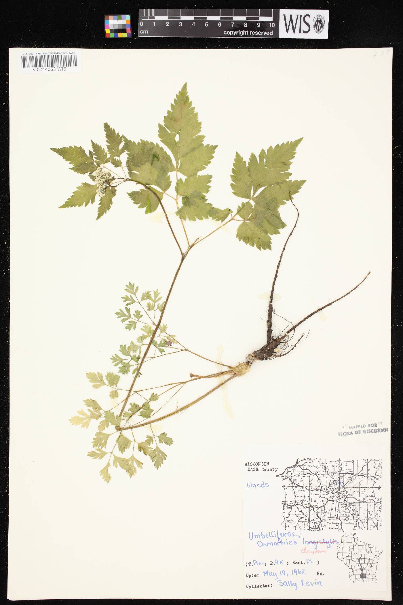 Osmorhiza claytonii image