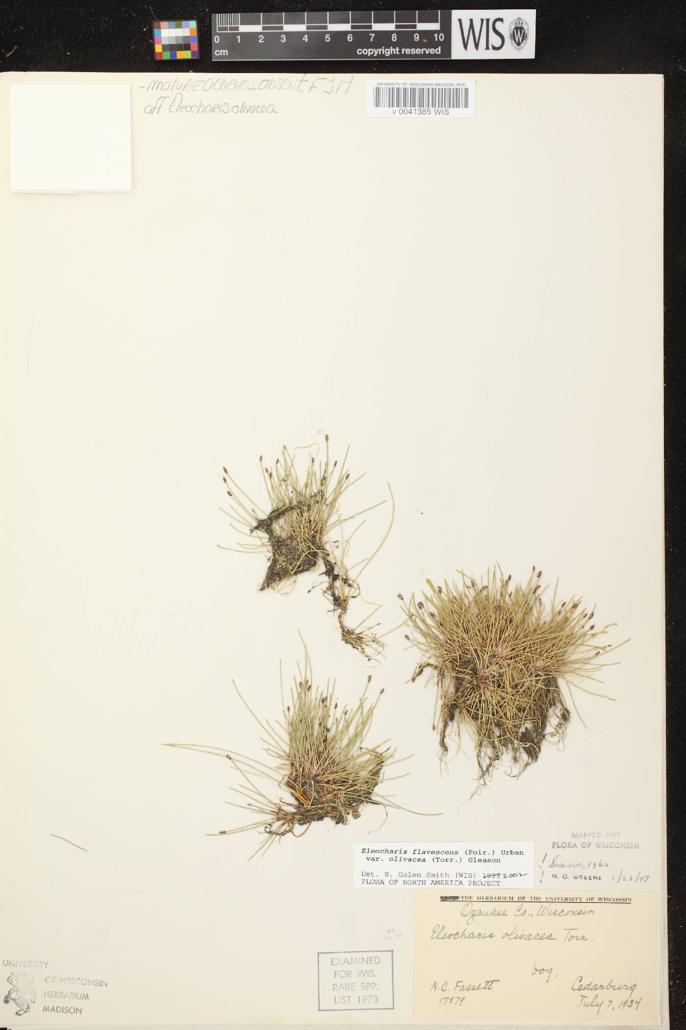 Eleocharis flavescens image